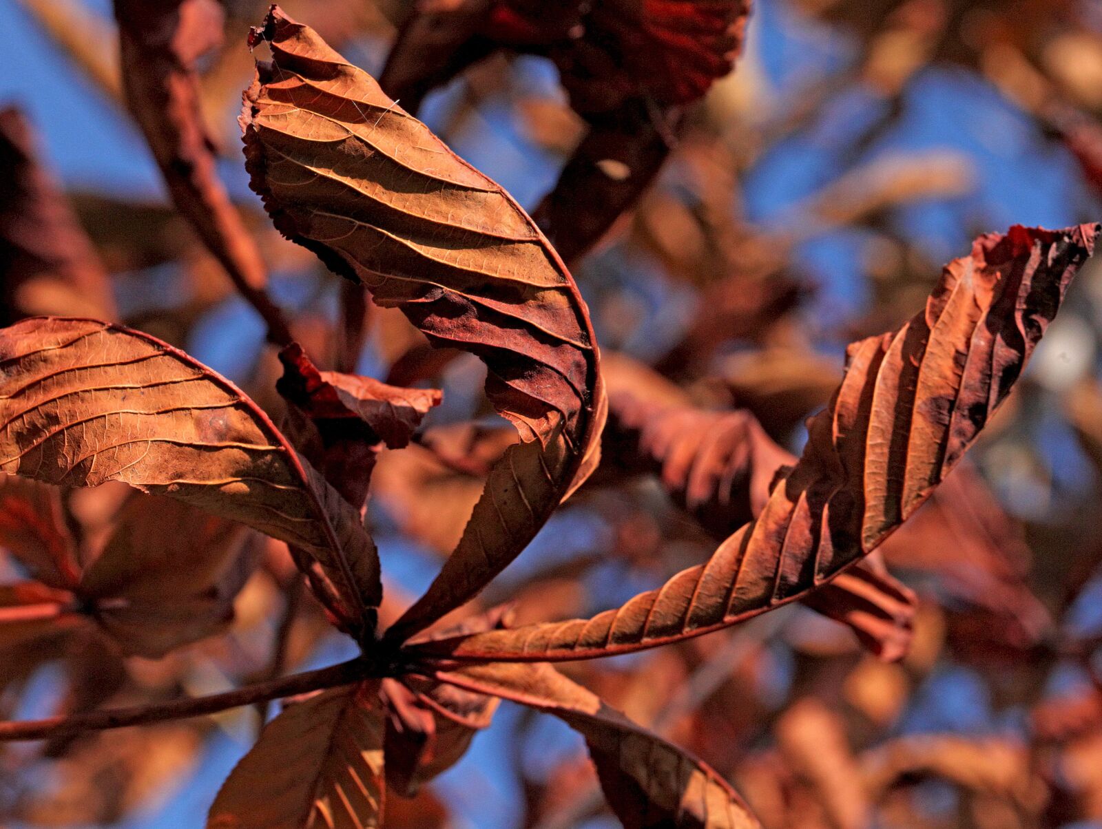 Canon EOS 5D Mark II sample photo. Foliage, leaves, zesch e photography