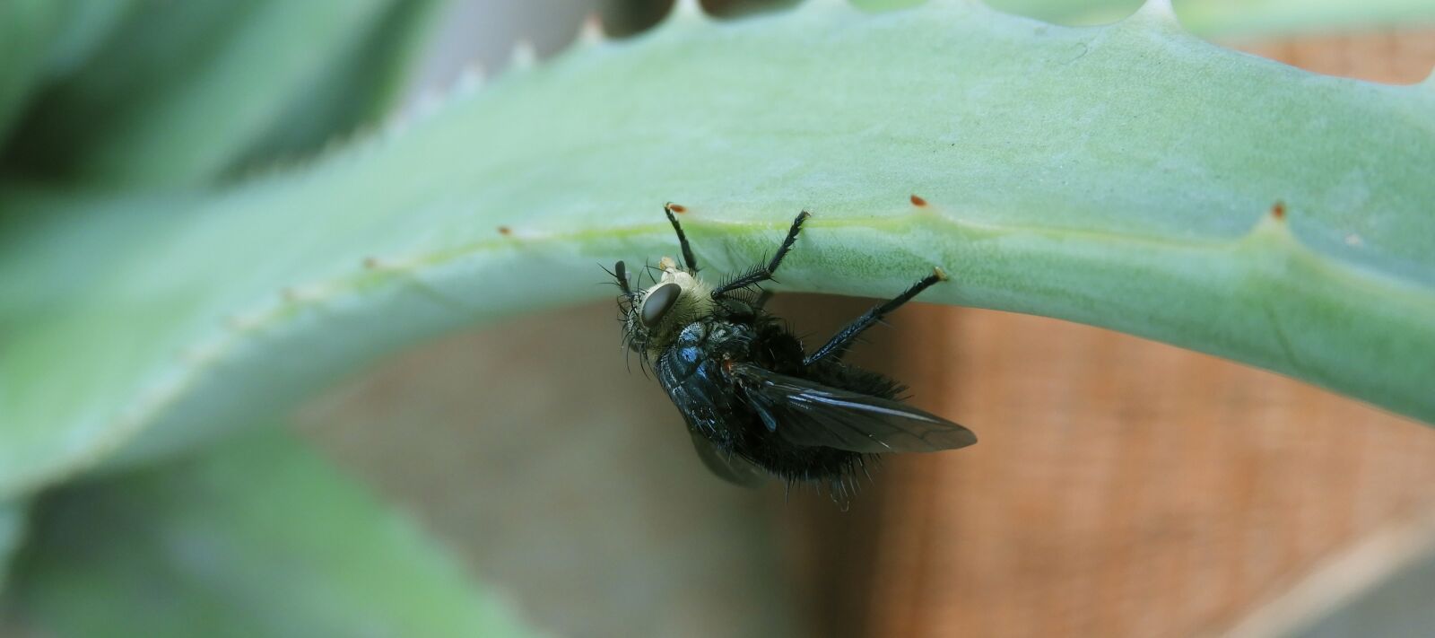 Nikon Coolpix B700 sample photo. Garden, nature, insect photography