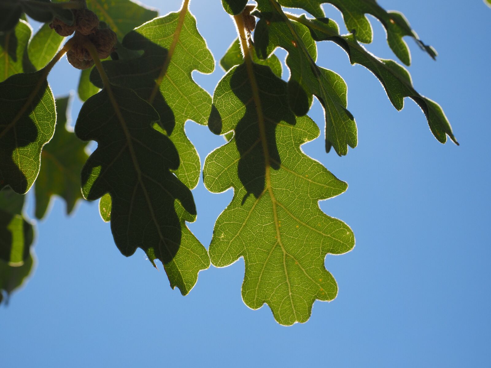 Olympus OM-D E-M1 + Olympus M.Zuiko Digital ED 12-40mm F2.8 Pro sample photo. Leaves, green, silvery photography
