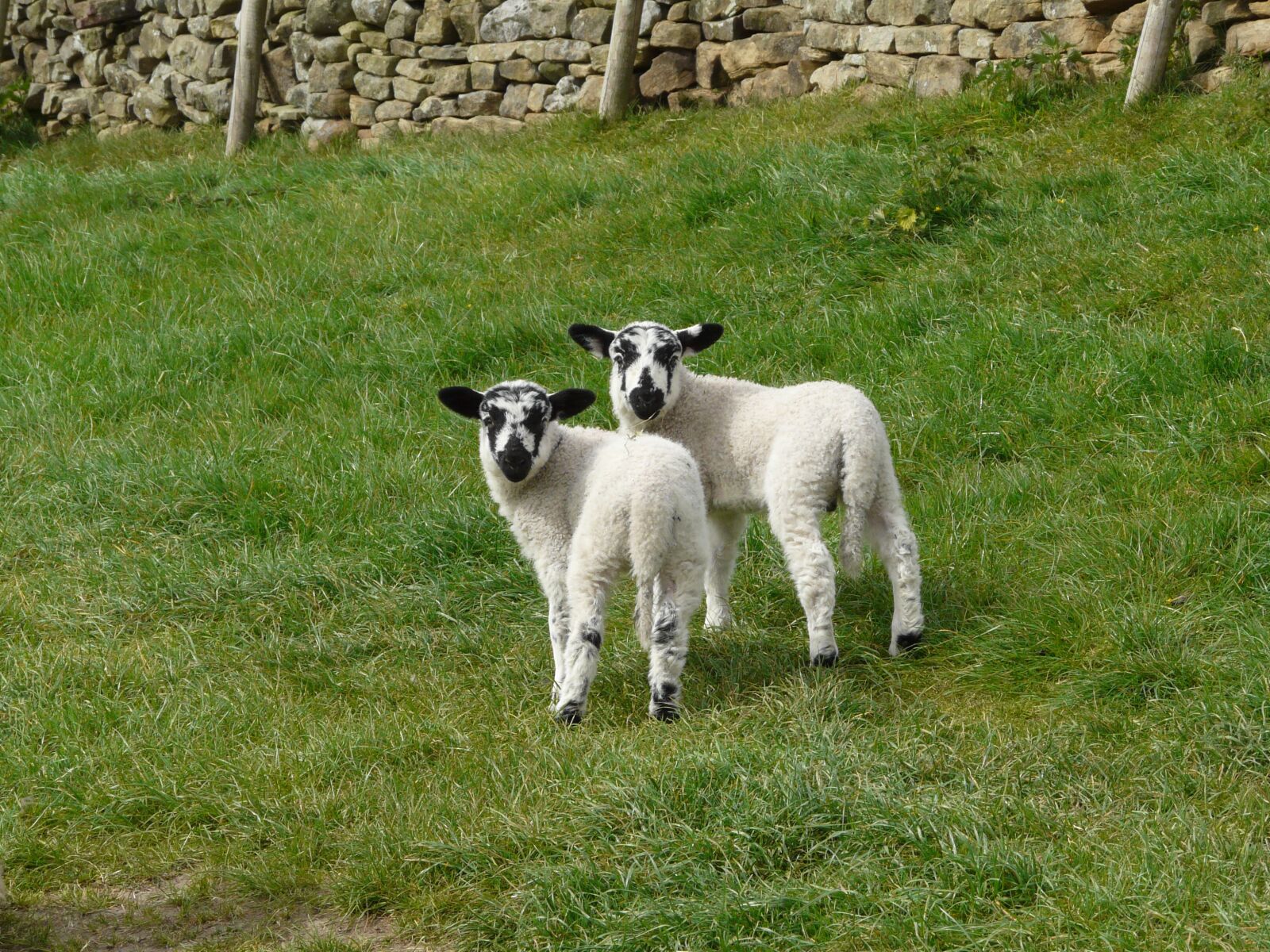 Panasonic DMC-FZ18 sample photo. Lambs, twins, easter photography
