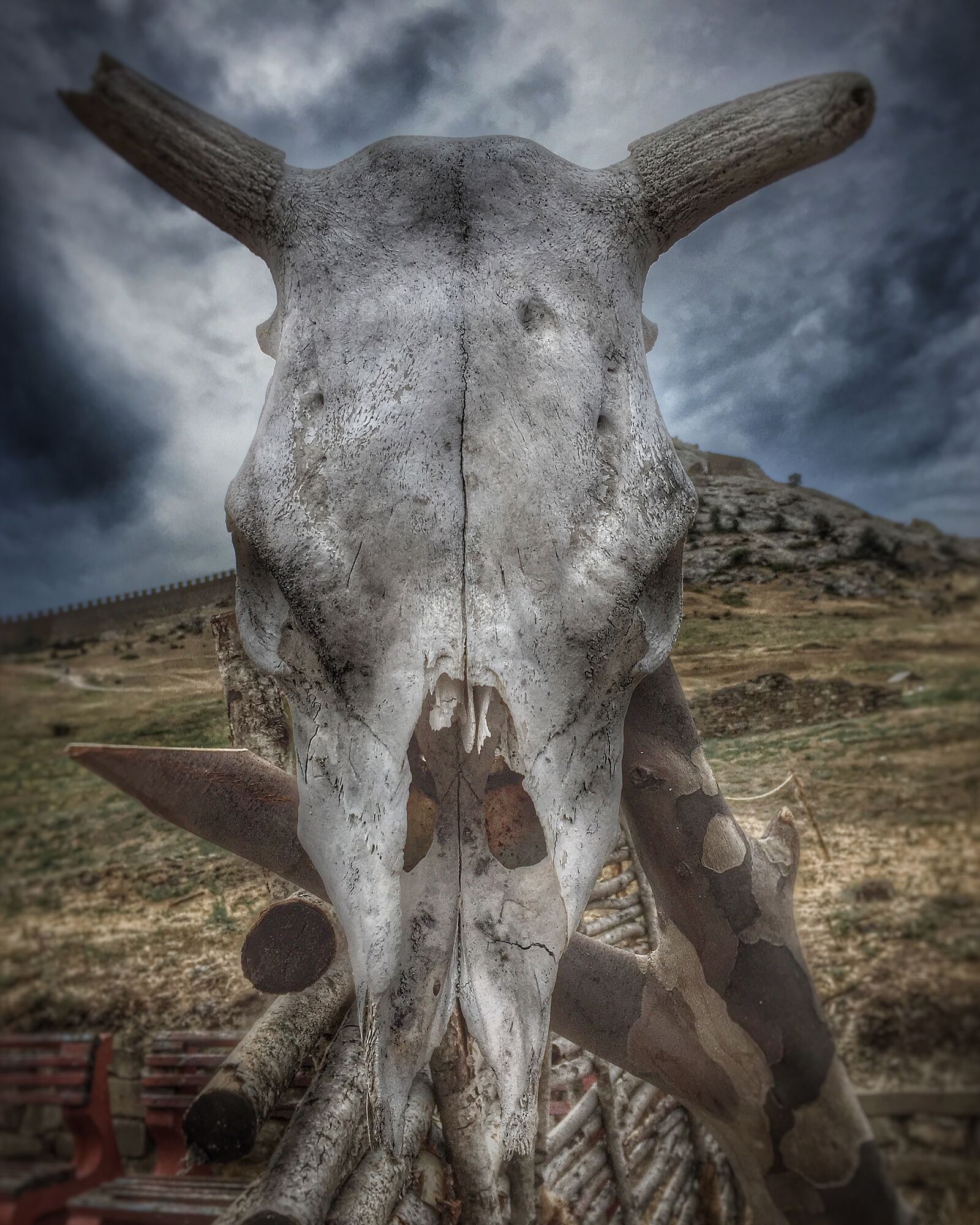 Apple iPhone 6 sample photo. Animal, skull, skull photography