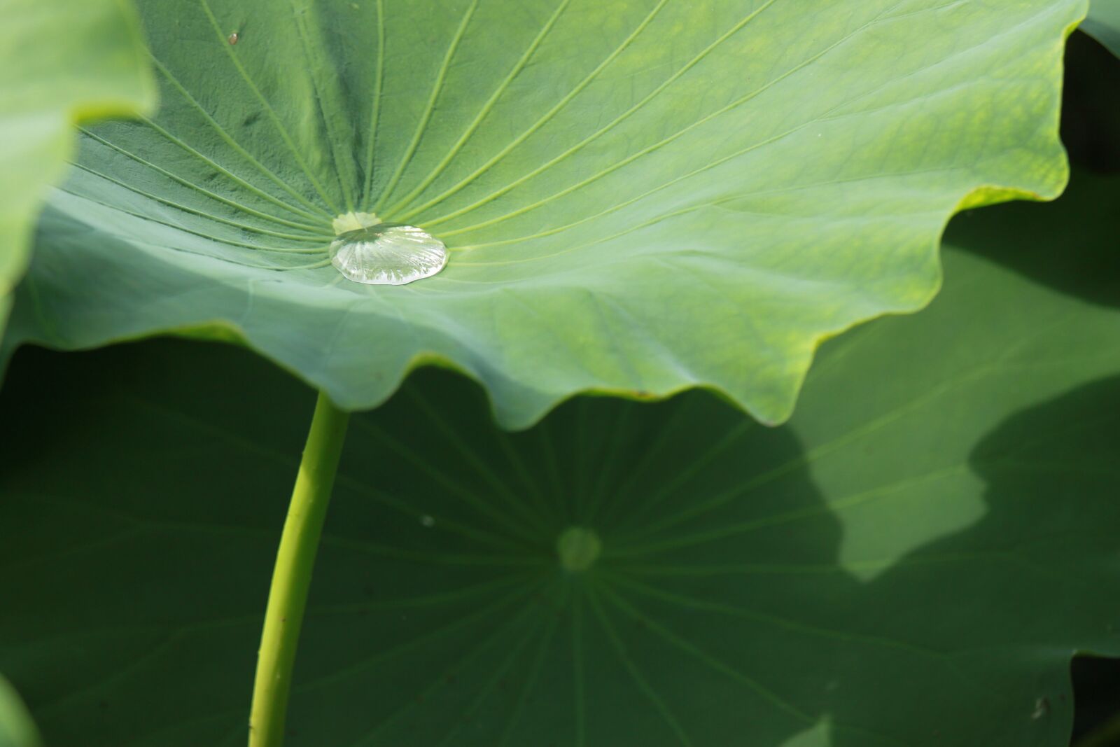 Canon EOS 500D (EOS Rebel T1i / EOS Kiss X3) sample photo. Kite, lotus leaf, nature photography
