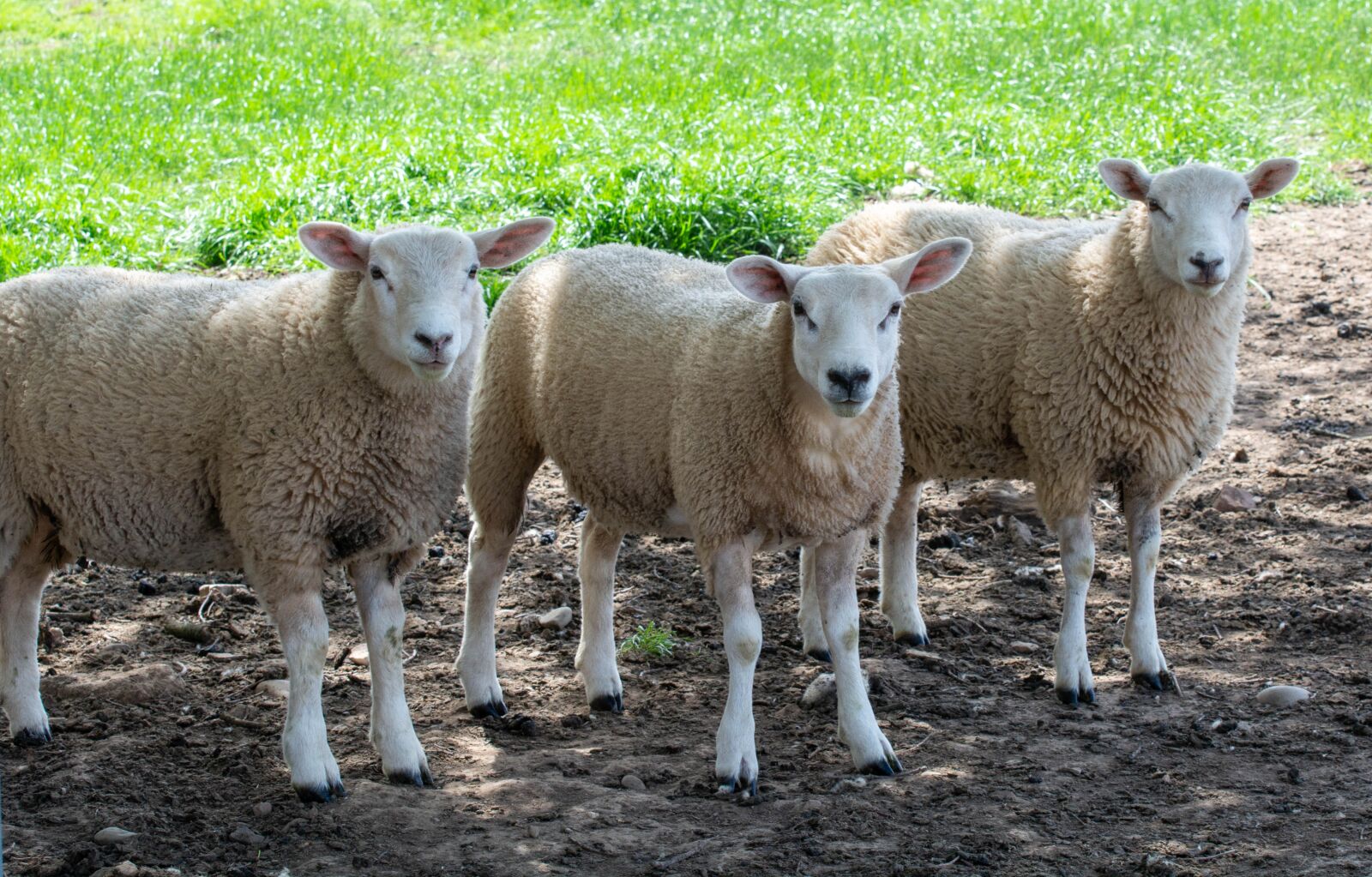 Nikon D7100 sample photo. Sheep, field, farm photography