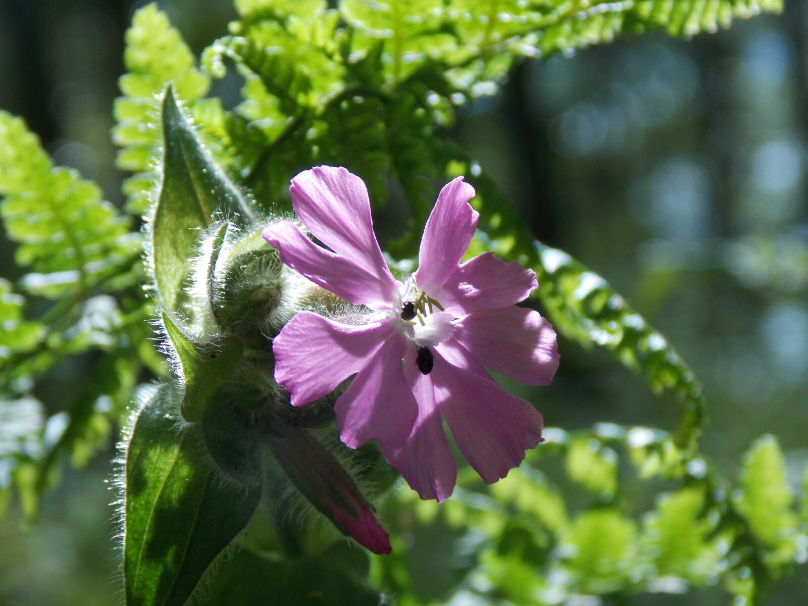 Nikon Coolpix L810 sample photo. Campion, flower, flora photography