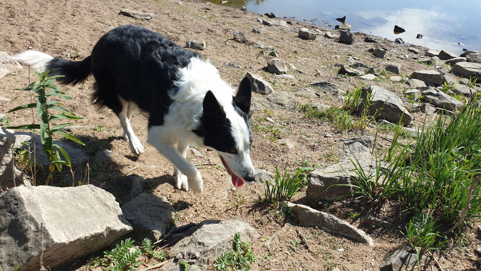 Samsung Galaxy S9+ sample photo. Border collies, dog, pet photography