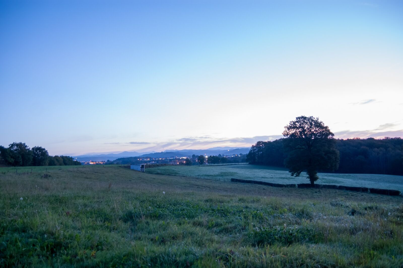 Nikon D40 sample photo. Morning, mist, close photography
