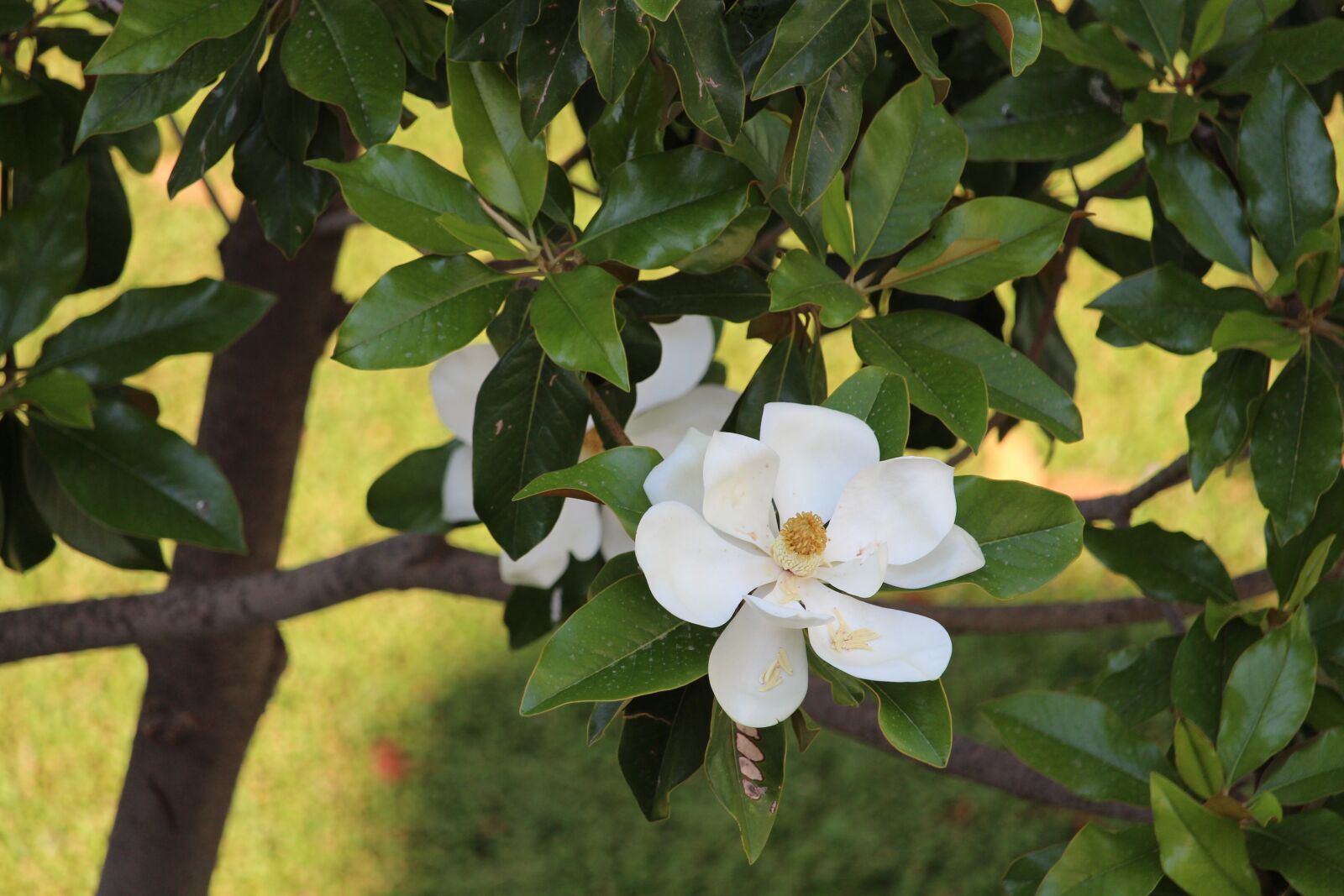 Canon EOS 700D (EOS Rebel T5i / EOS Kiss X7i) sample photo. Blossom, bloom, white photography