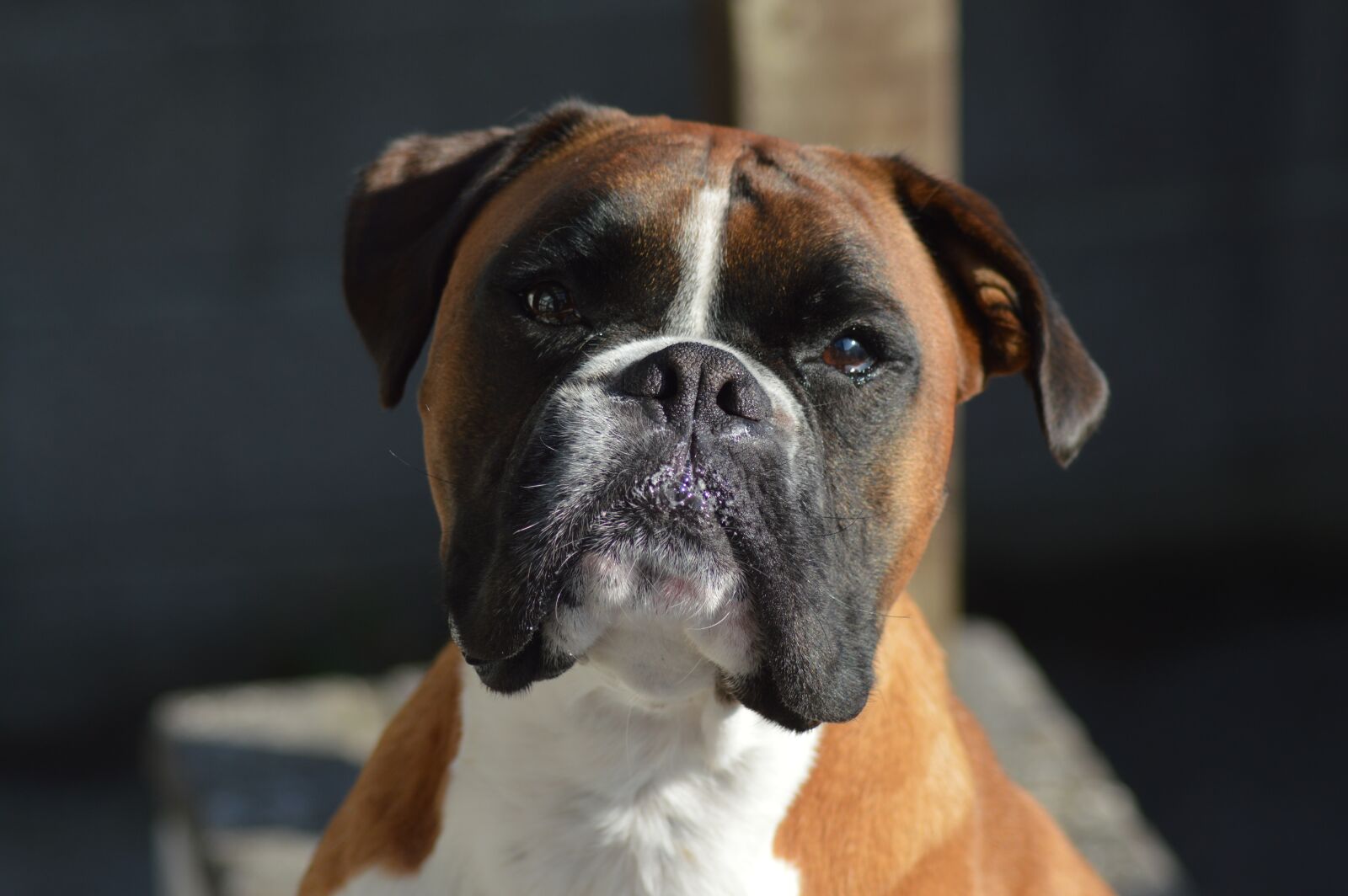 Nikon D3200 sample photo. Boxer, pet, dog photography