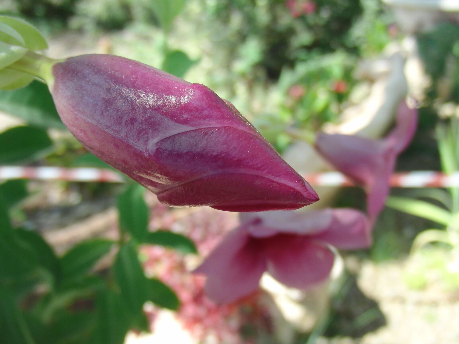 CASIO EX-FC100 sample photo. Bud, flower, garden plant photography