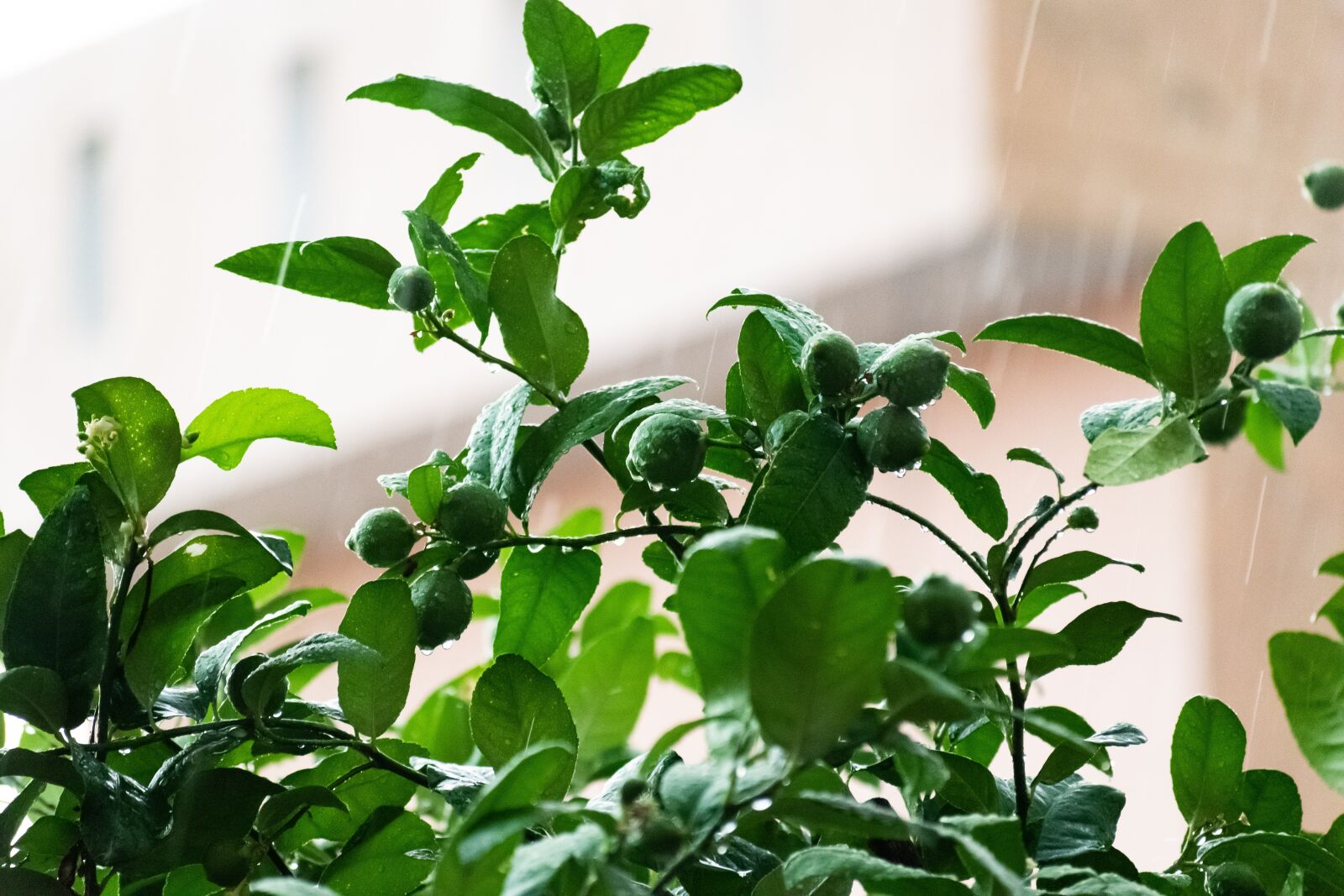 Nikon D3300 sample photo. Rain droplets, leaves, droplets photography