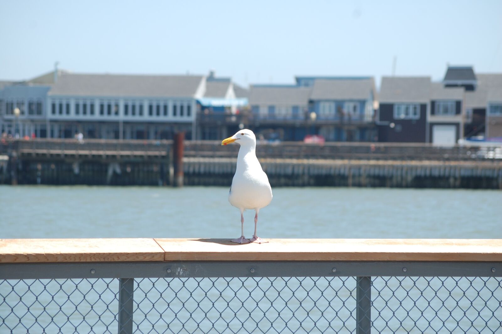 Nikon D40 sample photo. San francisco, pier, america photography