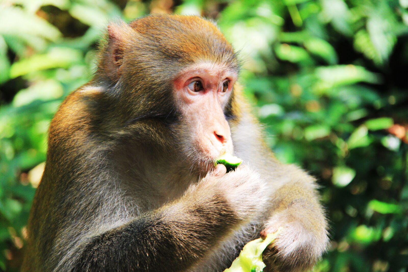 Canon EF-S 18-200mm F3.5-5.6 IS sample photo. Monkey, eat, interesting photography