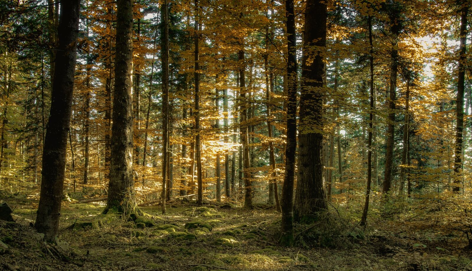 Canon EOS 70D sample photo. Autumn, forest, landscape photography