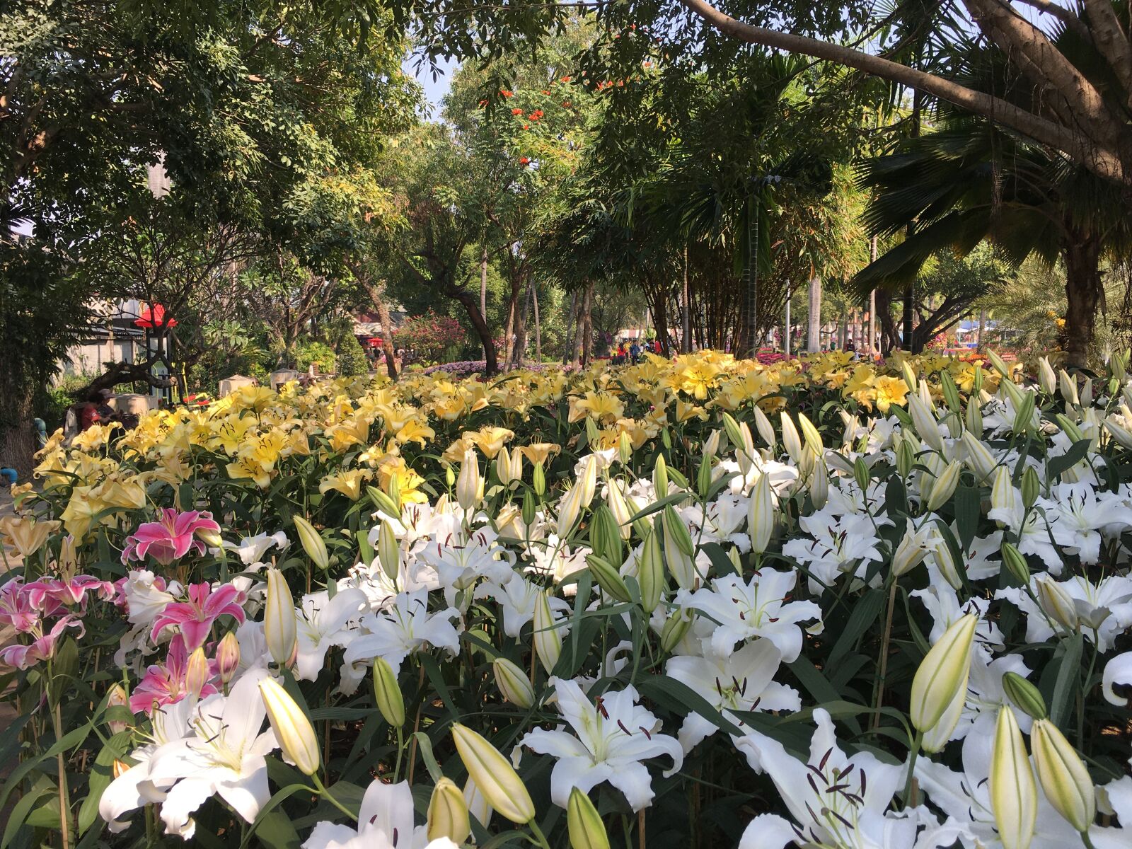 iPhone 6s Plus back camera 4.15mm f/2.2 sample photo. Flowers, flower field, white photography