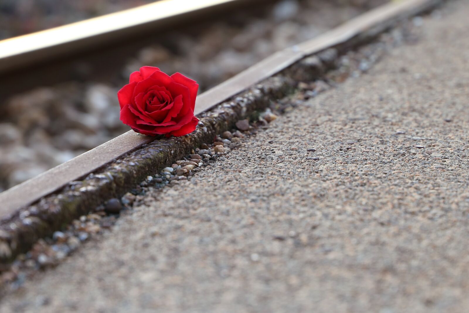 Canon EOS 6D sample photo. Red rose near rail photography
