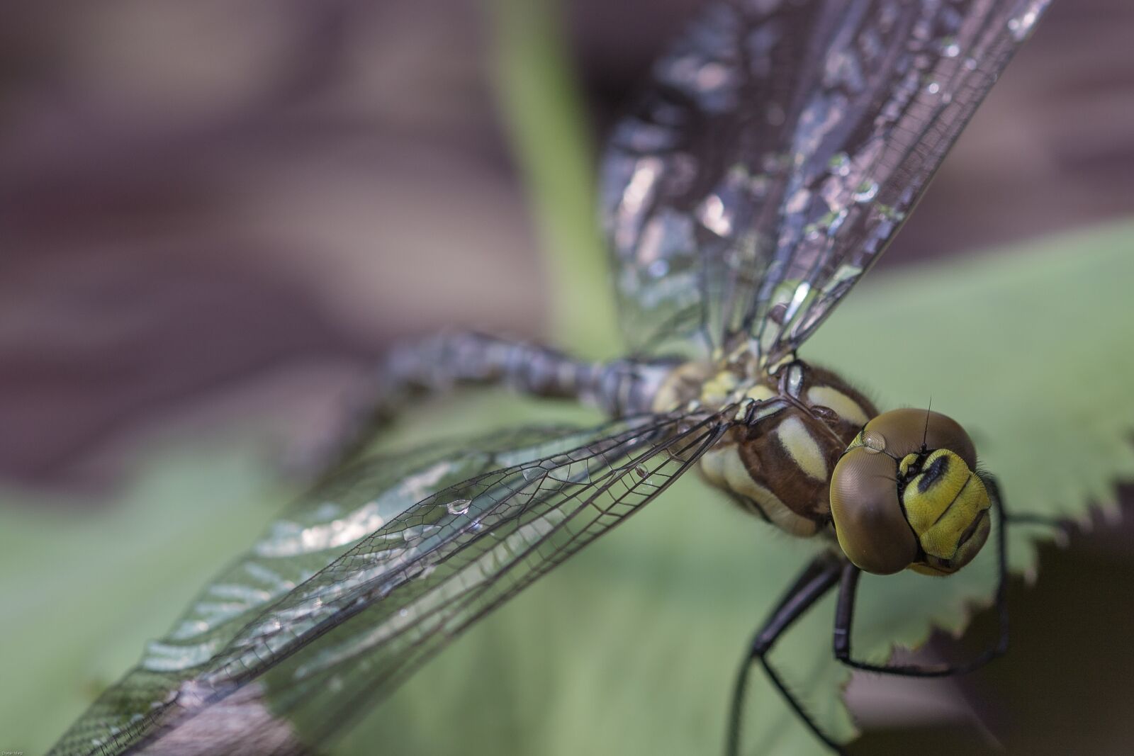 Canon EOS 7D Mark II sample photo. Dragonfly, hawker, insect photography