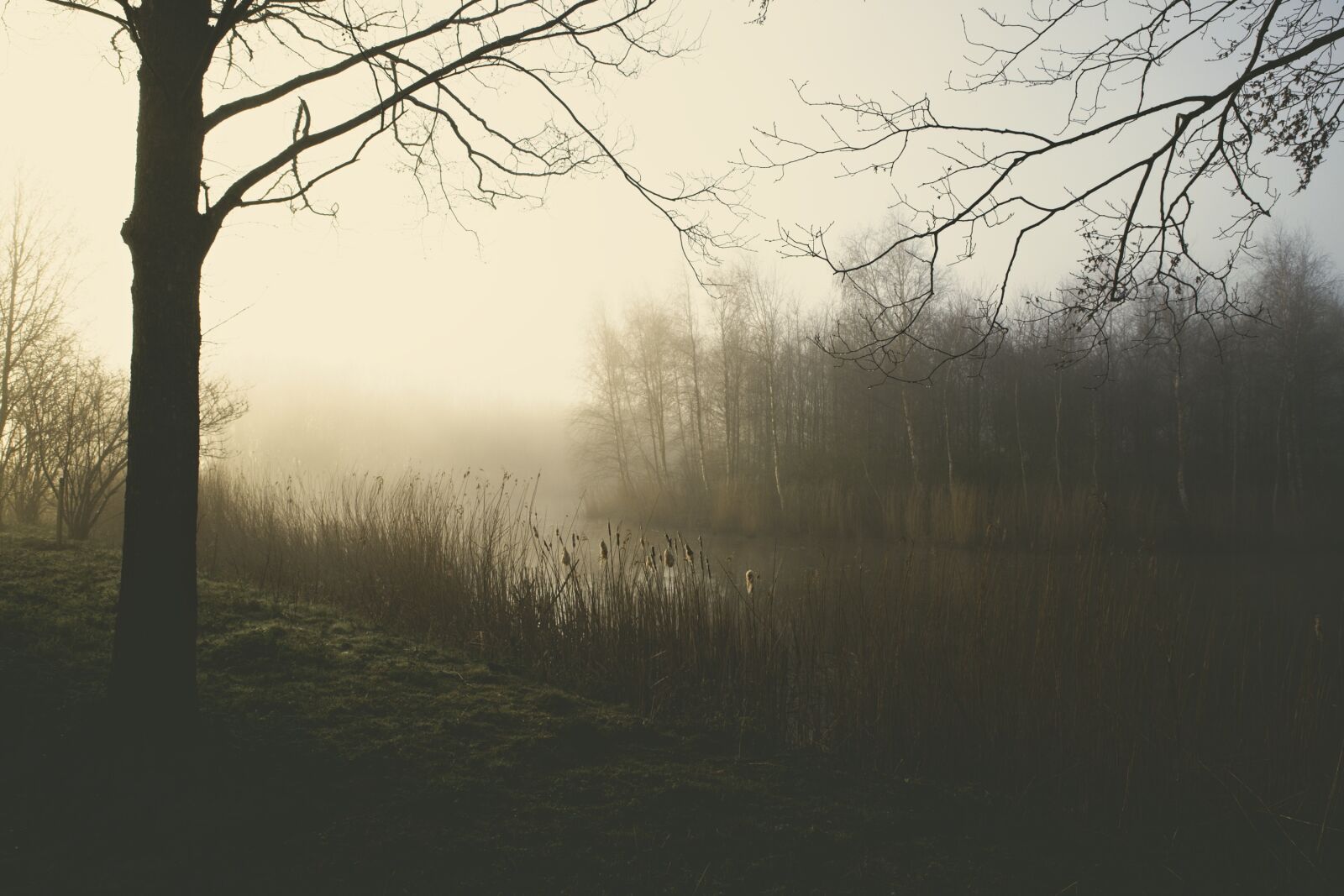 Canon EOS 6D Mark II sample photo. Park, morning, fog photography