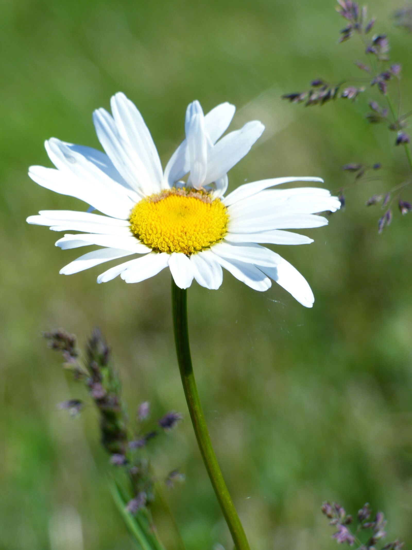 Panasonic DMC-FZ72 sample photo. Marguerite, flower, field photography