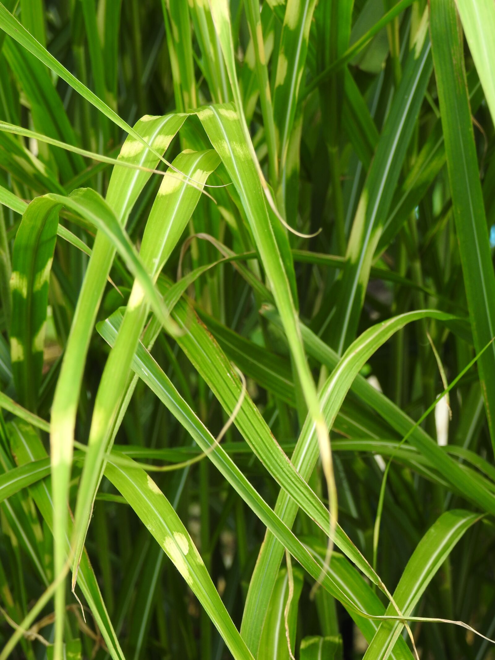 Nikon Coolpix P900 sample photo. Grass, zebra grass, elephant photography