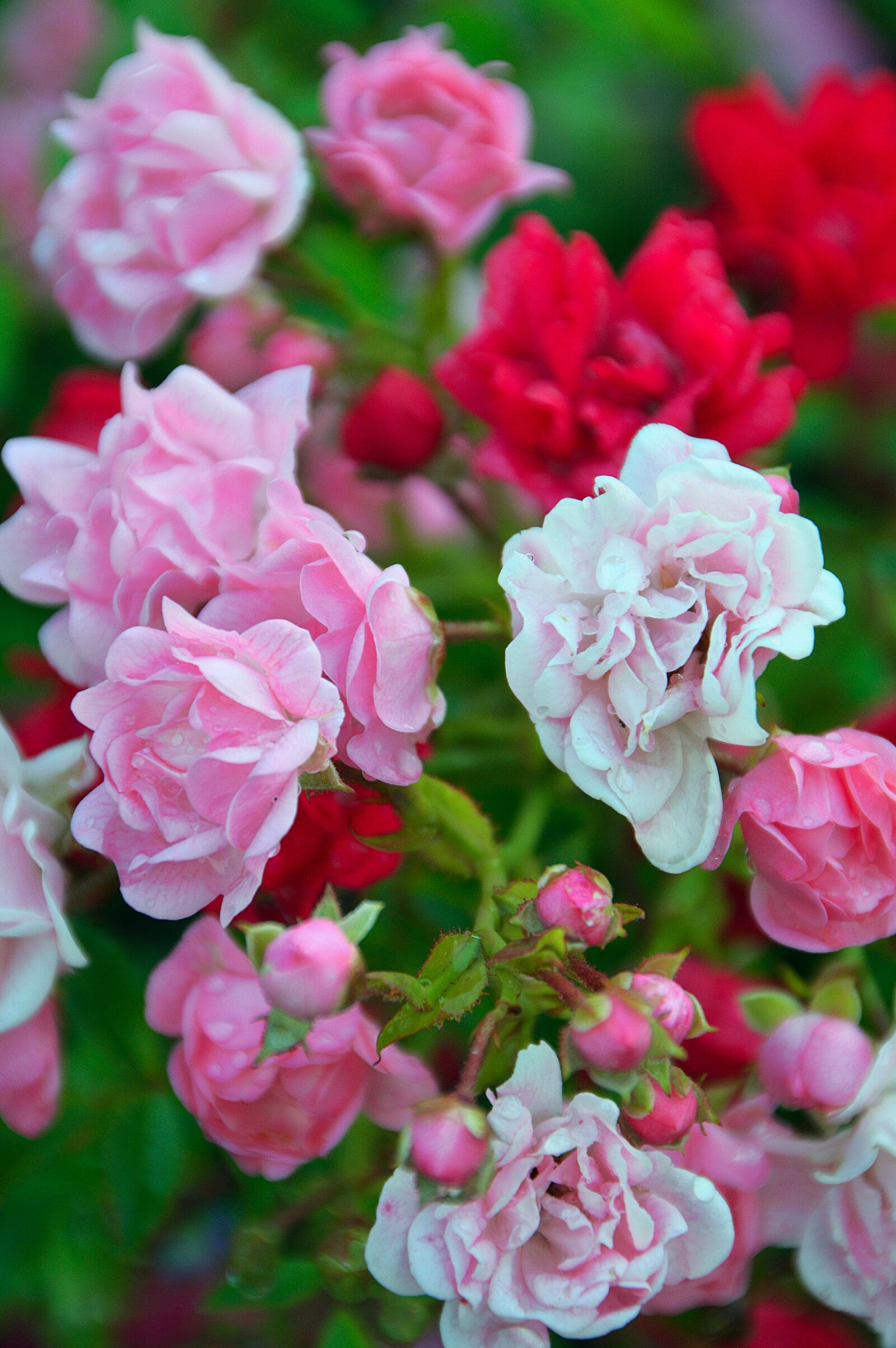 Nikon D3200 sample photo. Flowers, summer, summer flowers photography