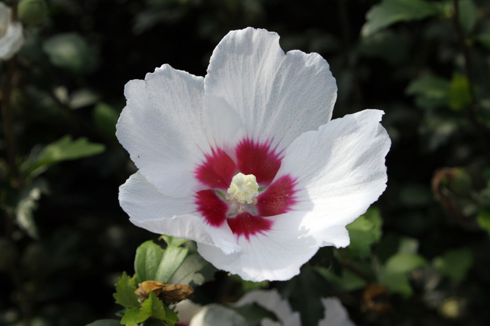 Canon EOS 50D sample photo. Rose of sharon, flowers photography
