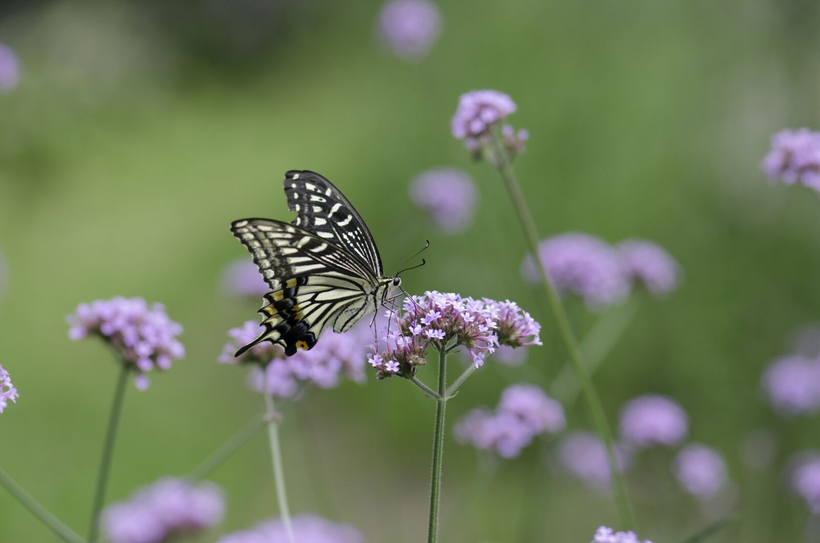 Nikon D7000 sample photo. Butterfly, flower, tentacles photography