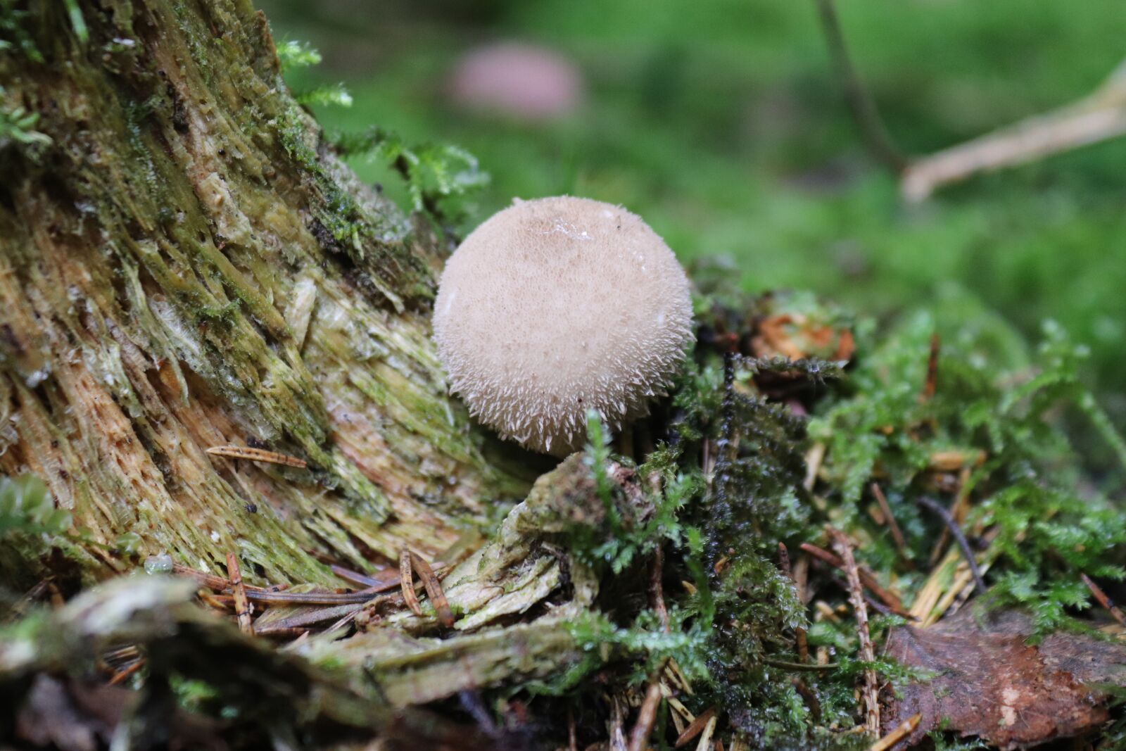 Canon EOS 200D (EOS Rebel SL2 / EOS Kiss X9) sample photo. Mushroom, bovist, forest photography