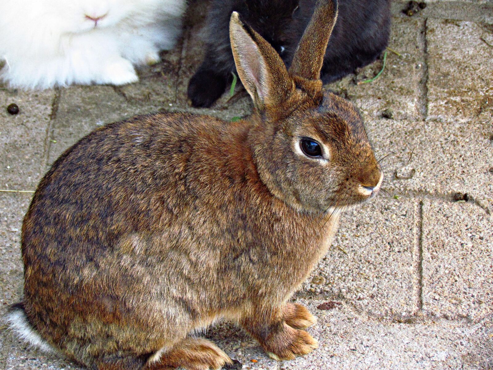 Canon PowerShot SX30 IS sample photo. Bunny, rabbit, animal photography