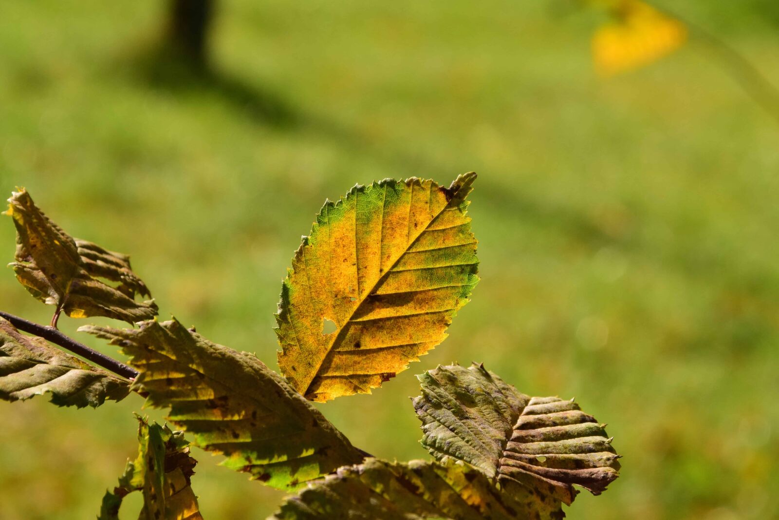 Nikon D3300 sample photo. Nature, flora, leaf, plant photography