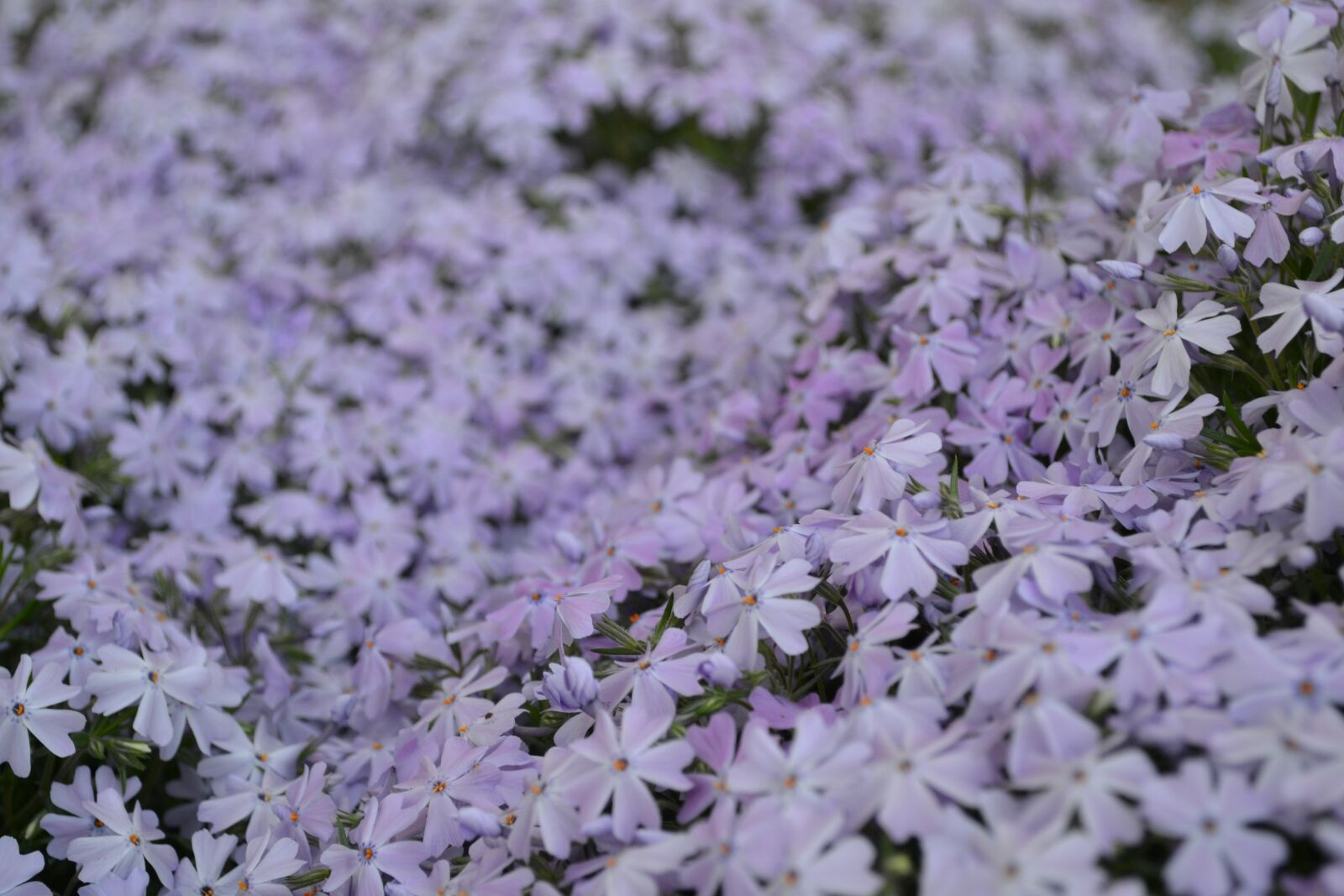 Nikon D3100 sample photo. Garden, flower, gardening photography