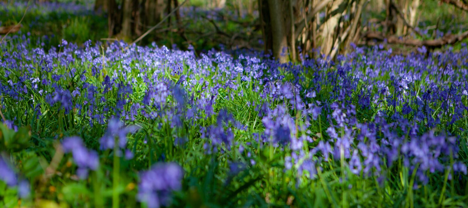 Canon EOS 5D Mark II + Canon EF 24-70mm F2.8L USM sample photo. Bluebell flower, bluebell, woods photography