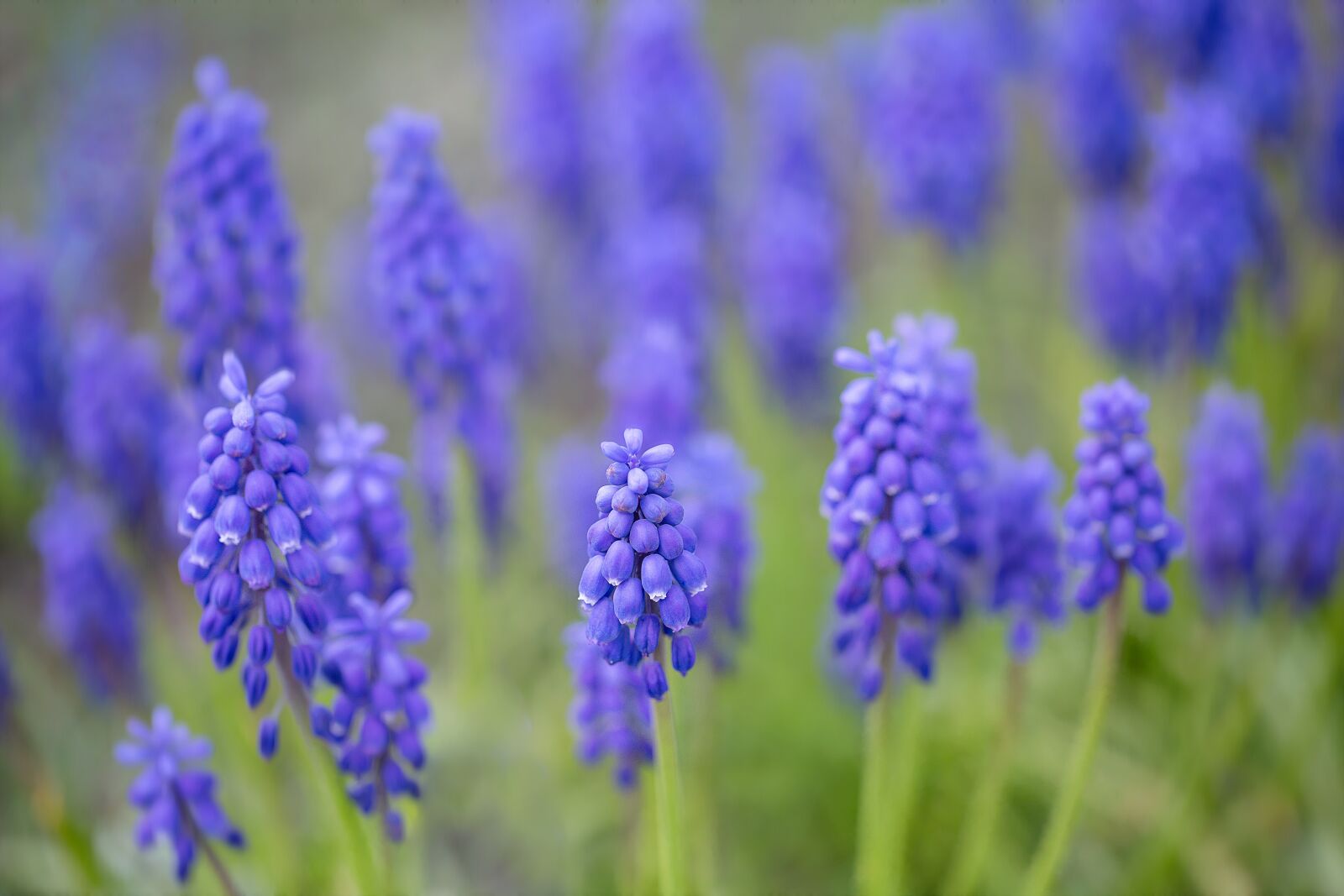 Canon EF 100mm F2.8L Macro IS USM sample photo. Purple, hyacinth, nature photography