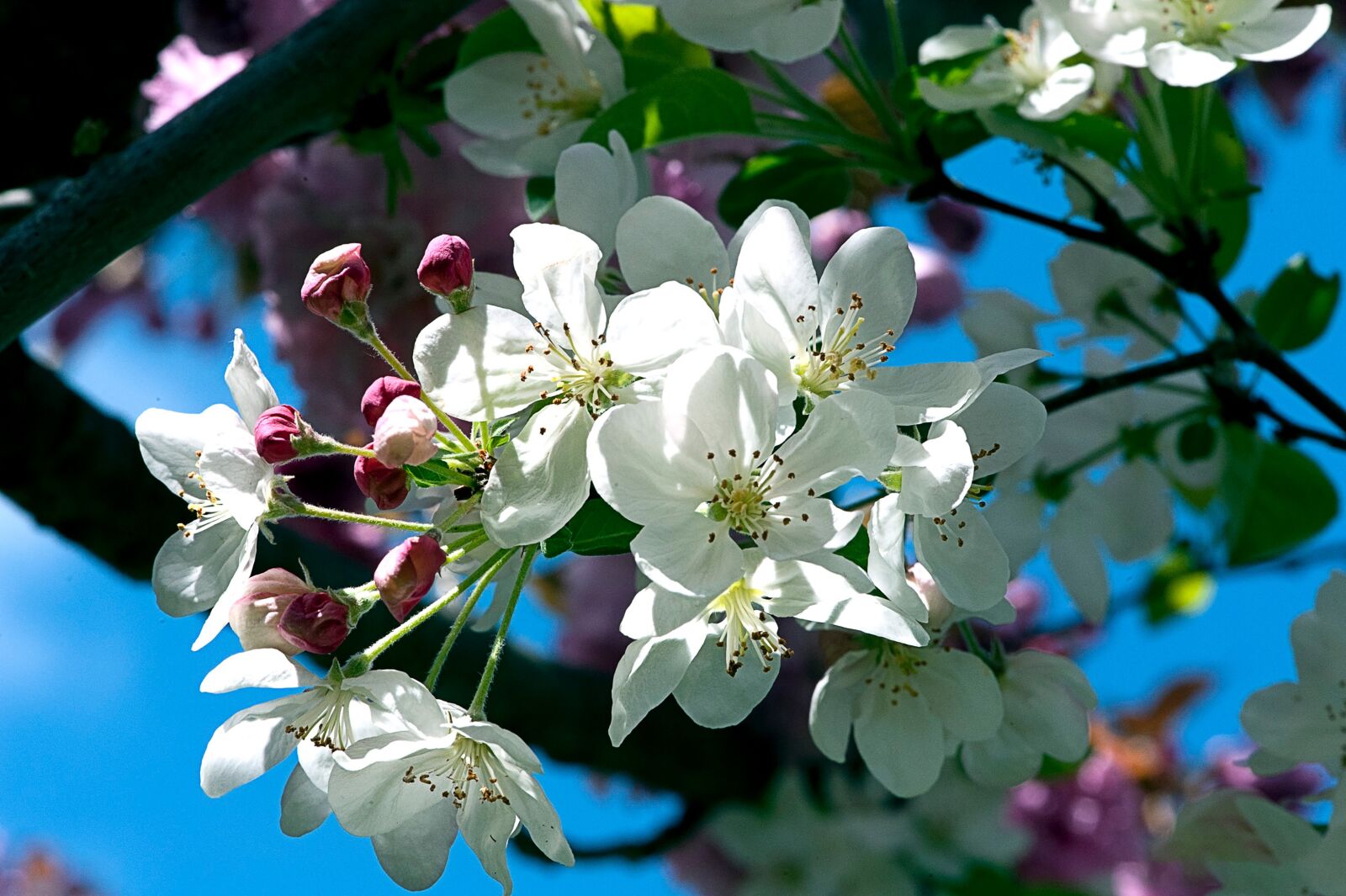 Nikon D3 sample photo. Flowers, cherry, tree photography