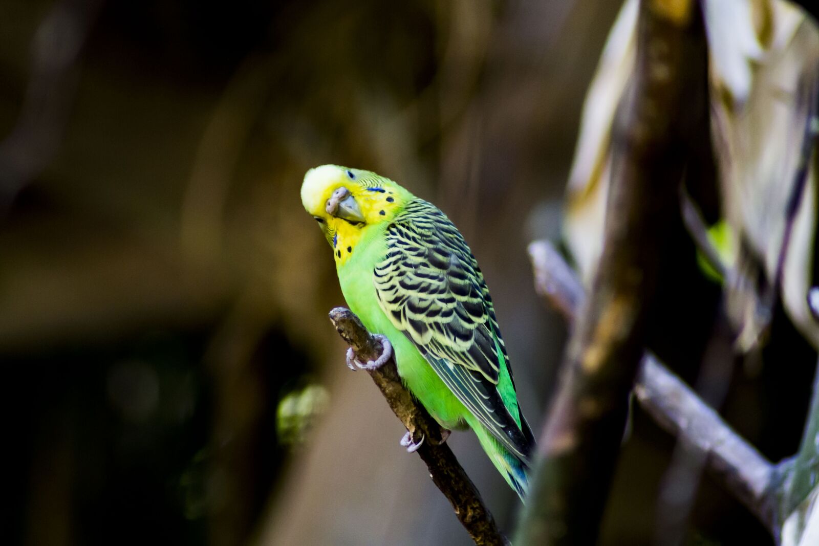 Canon EOS 1100D (EOS Rebel T3 / EOS Kiss X50) sample photo. Bird, budgie, nature photography