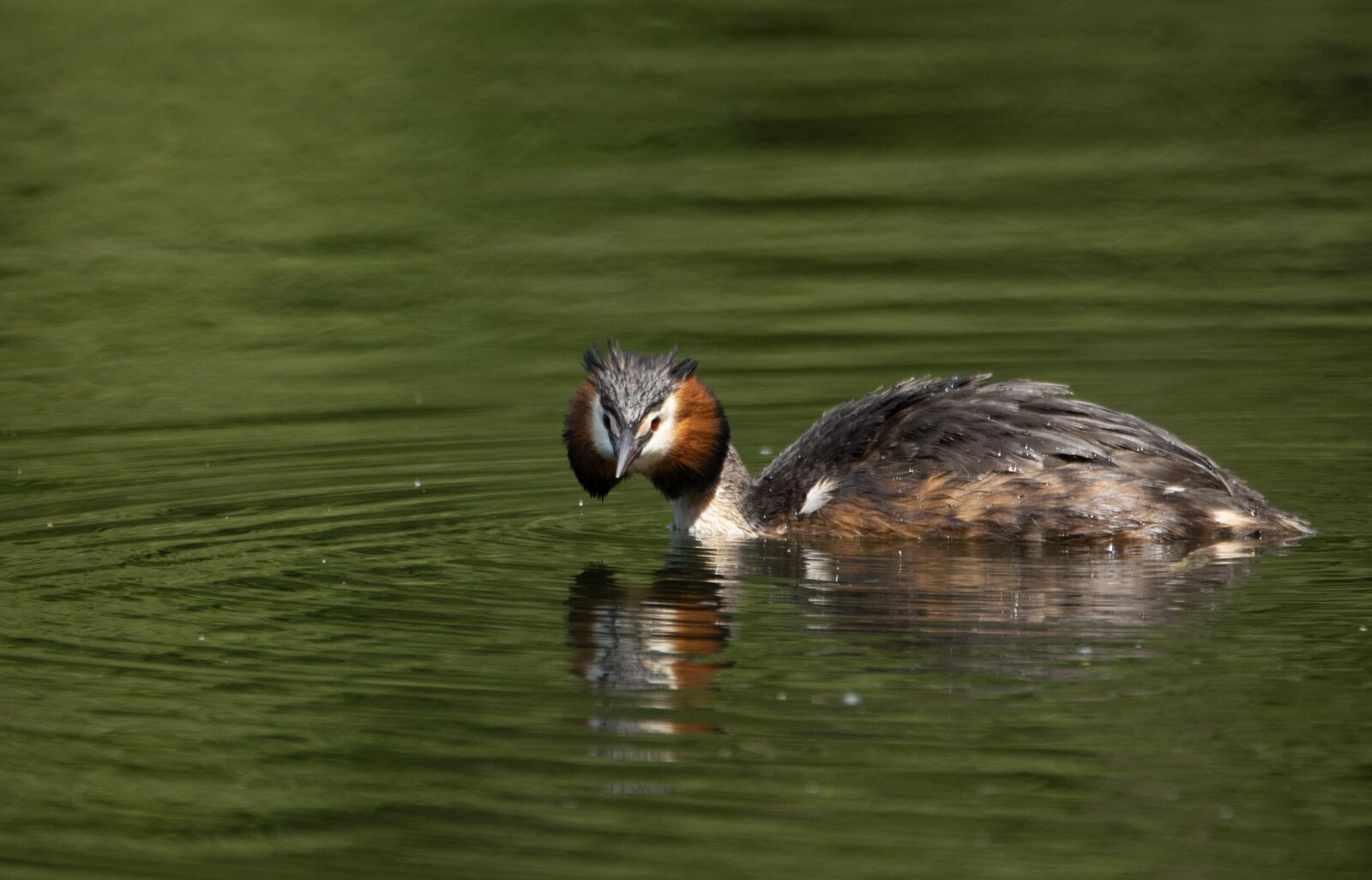 150-600mm F5-6.3 DG OS HSM | Contemporary 015 sample photo. Great crested grebe, water photography