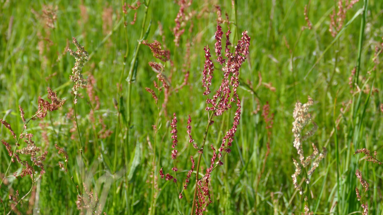 Leica V-Lux (Typ 114) sample photo. Meadow, summer, sorrel photography