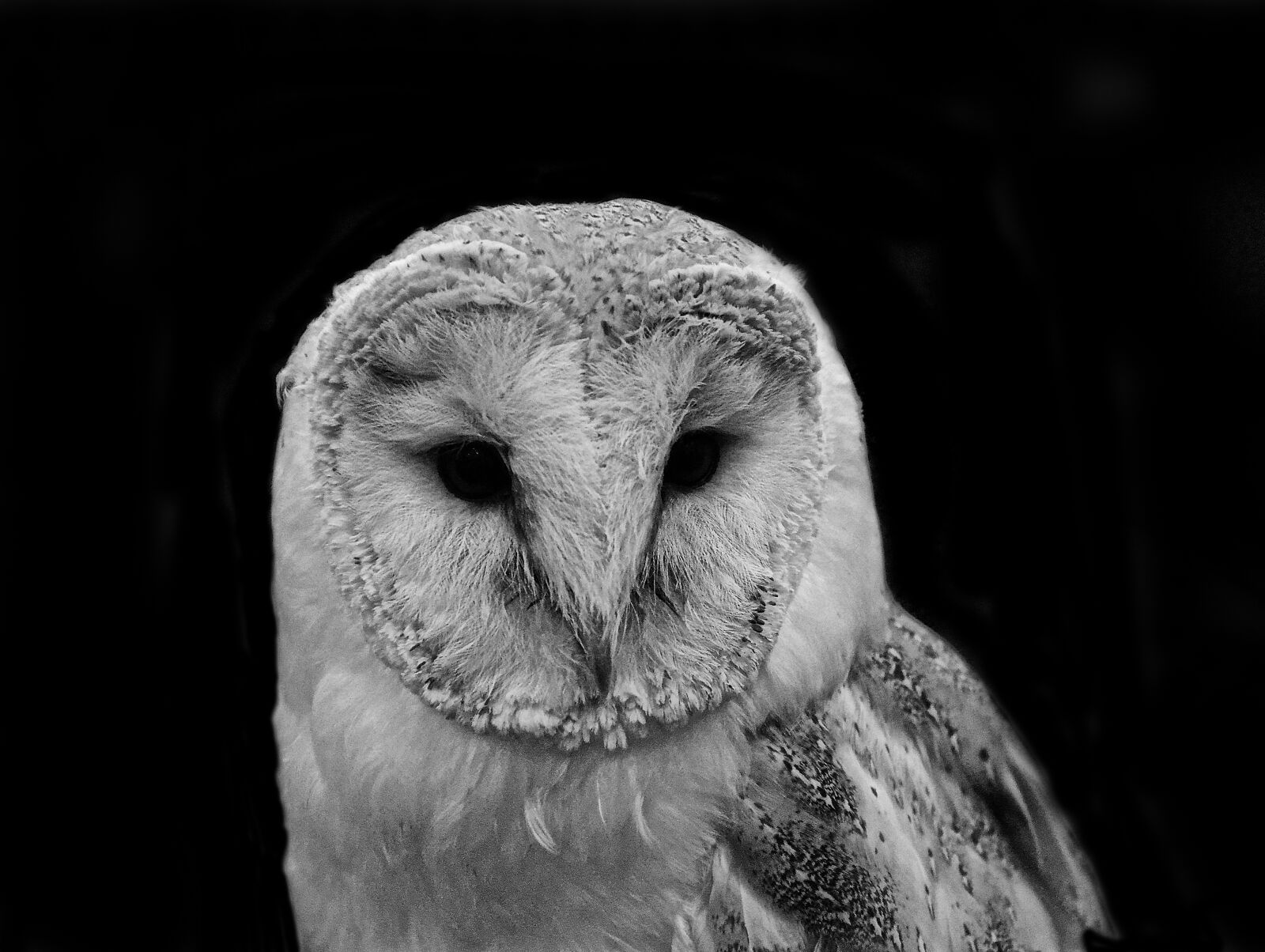 Nikon D7000 sample photo. Barn, owl, bird photography
