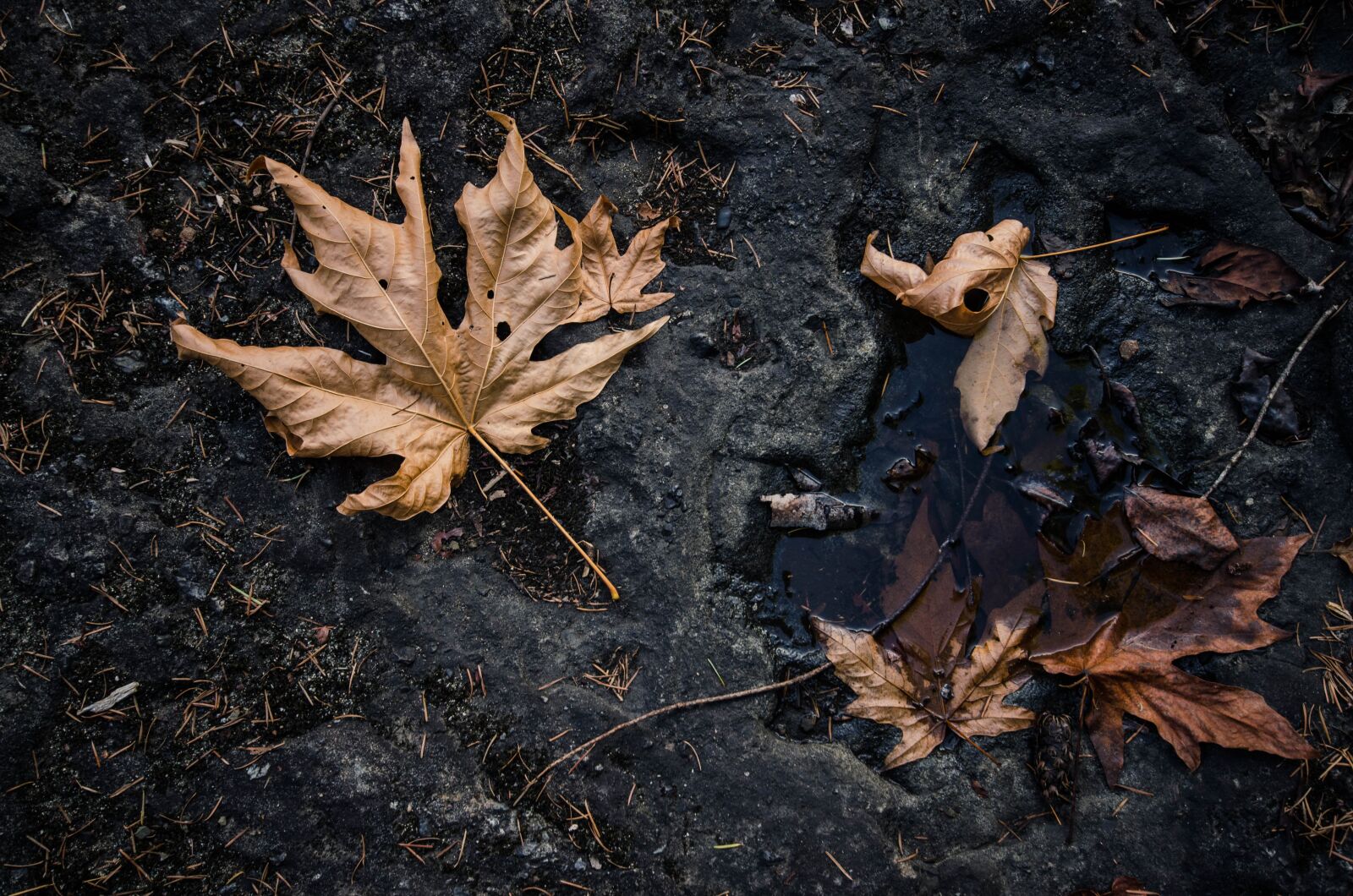 Nikon D5100 sample photo. Maple, brown, natural photography