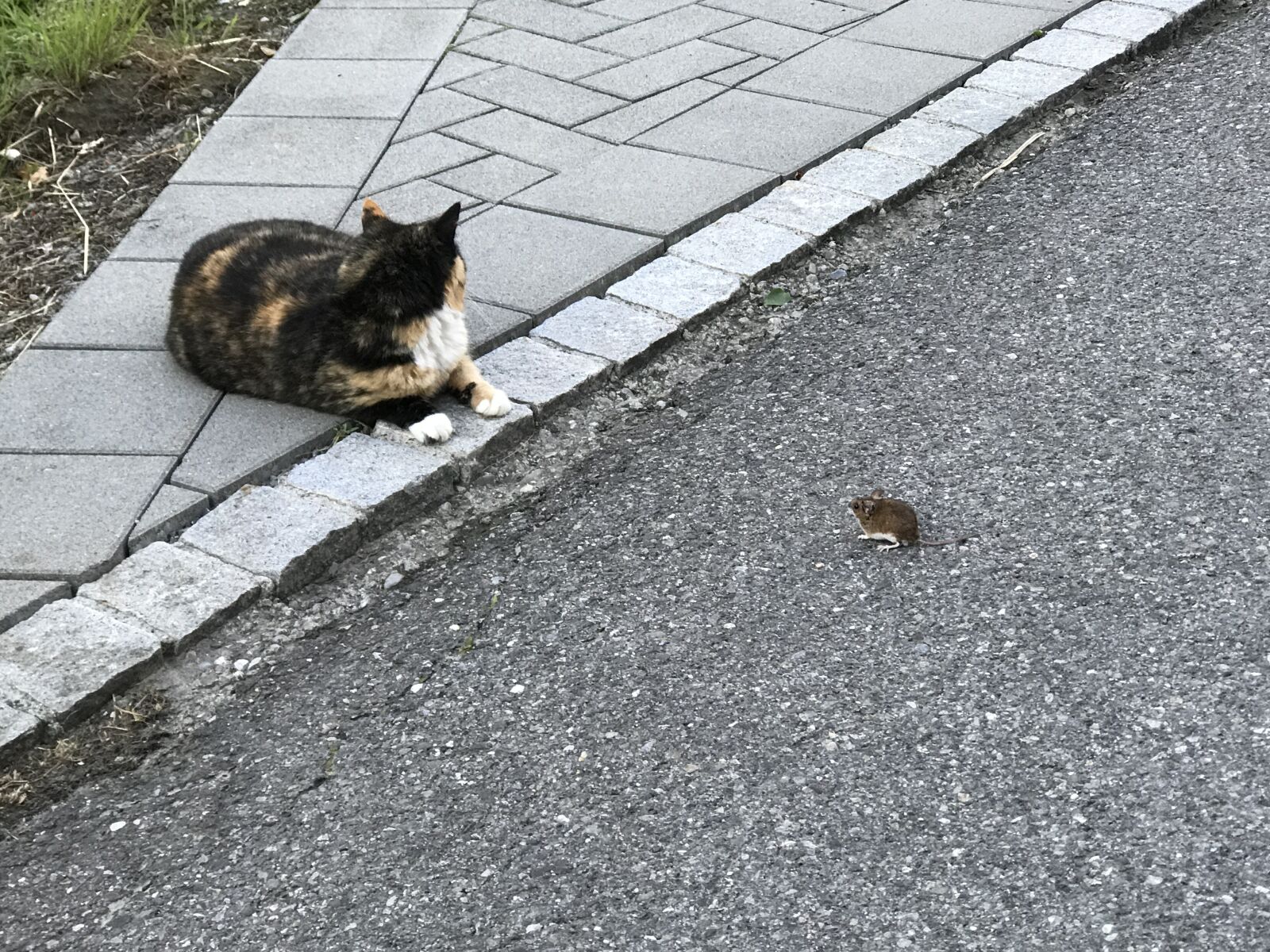 Apple iPhone 7 Plus sample photo. Cat, mouse, animal photography