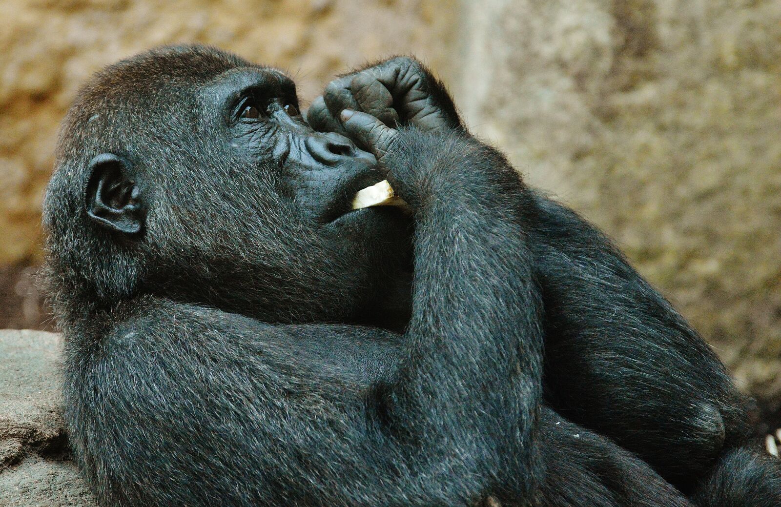 Nikon D3200 sample photo. Monkey, gorilla, zoo photography