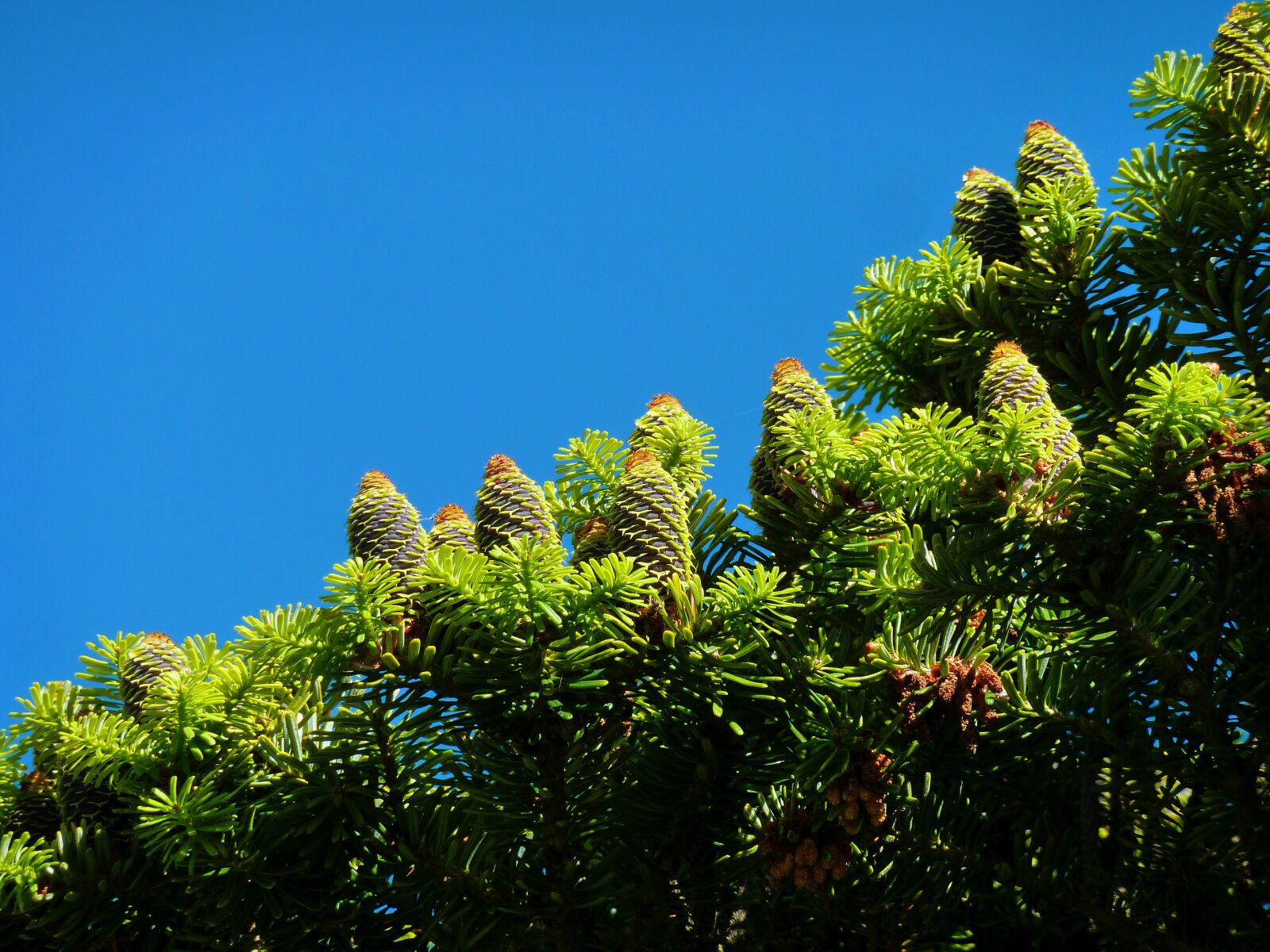 Panasonic DMC-TZ7 sample photo. Tap, conifer, conifers photography