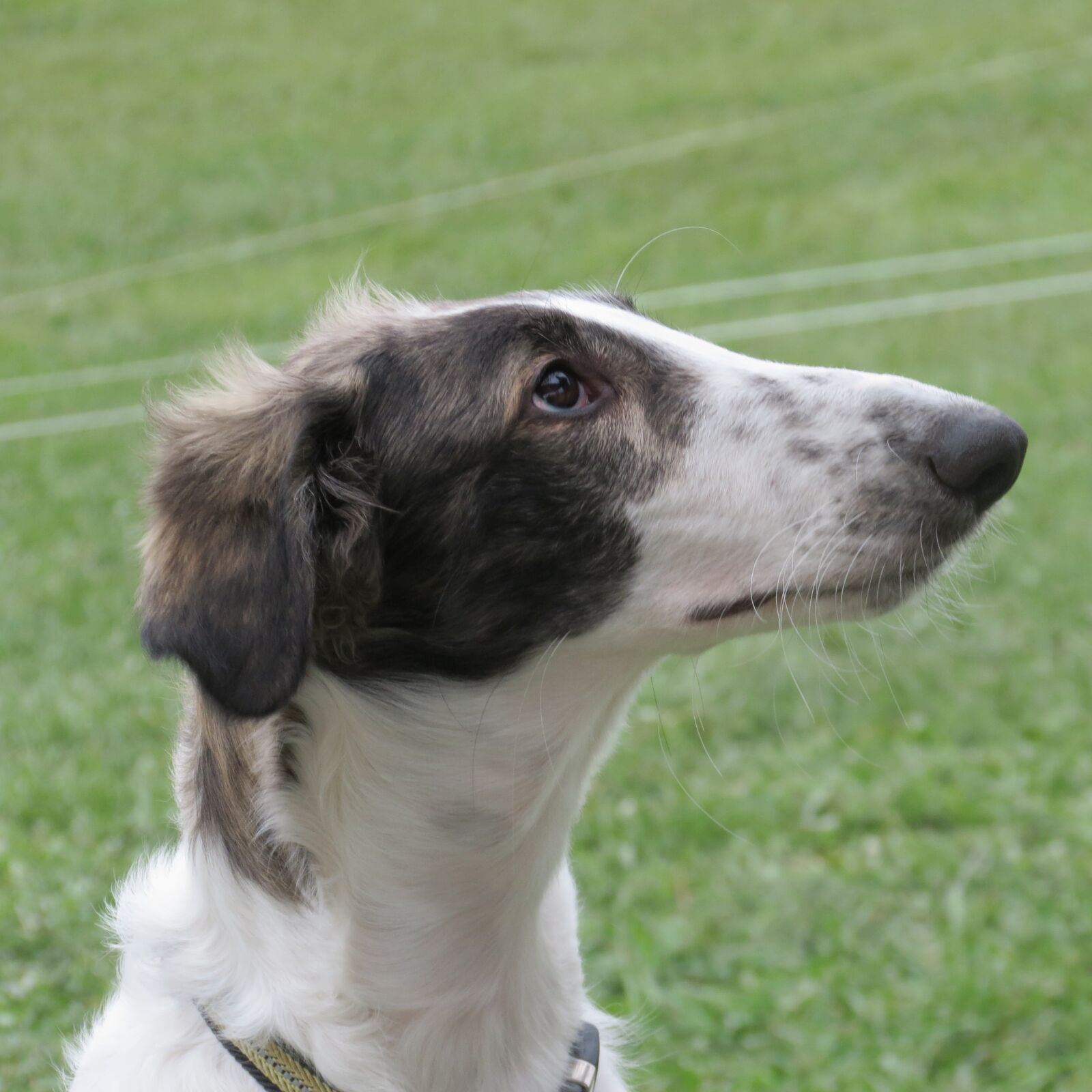Canon PowerShot SX40 HS sample photo. Borzoi, russian wolfhound, sight photography
