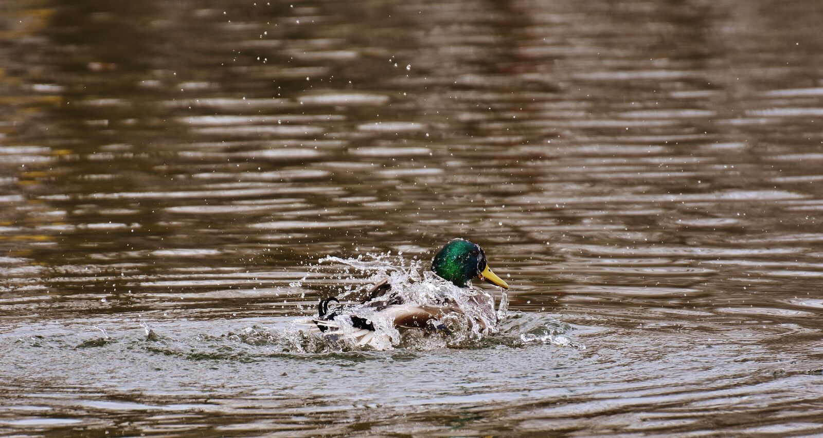 Nikon D7200 sample photo. Duck, water bird, paddling photography