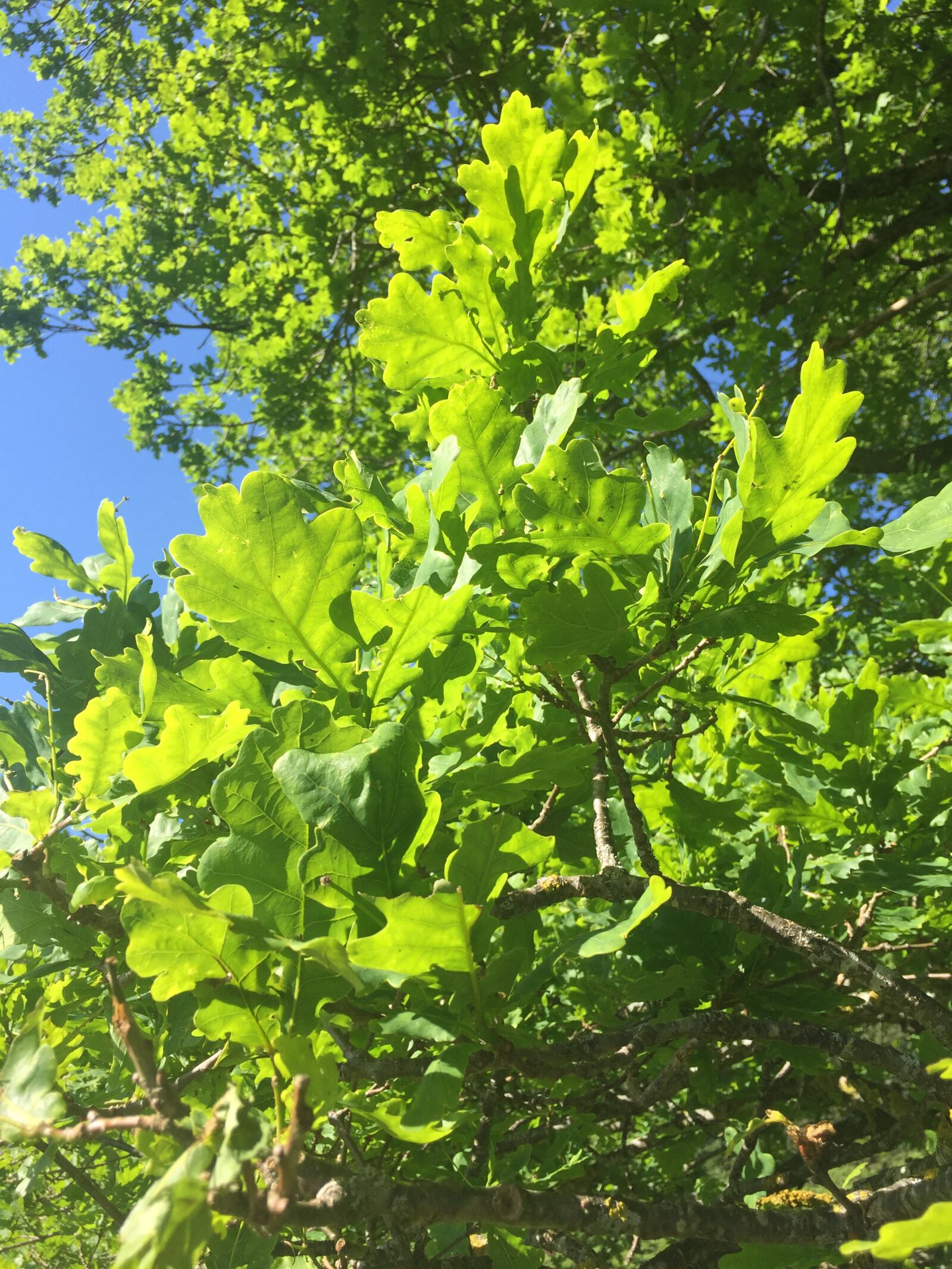 iPhone 6 back camera 4.15mm f/2.2 sample photo. Custody leaf, oak, tree photography