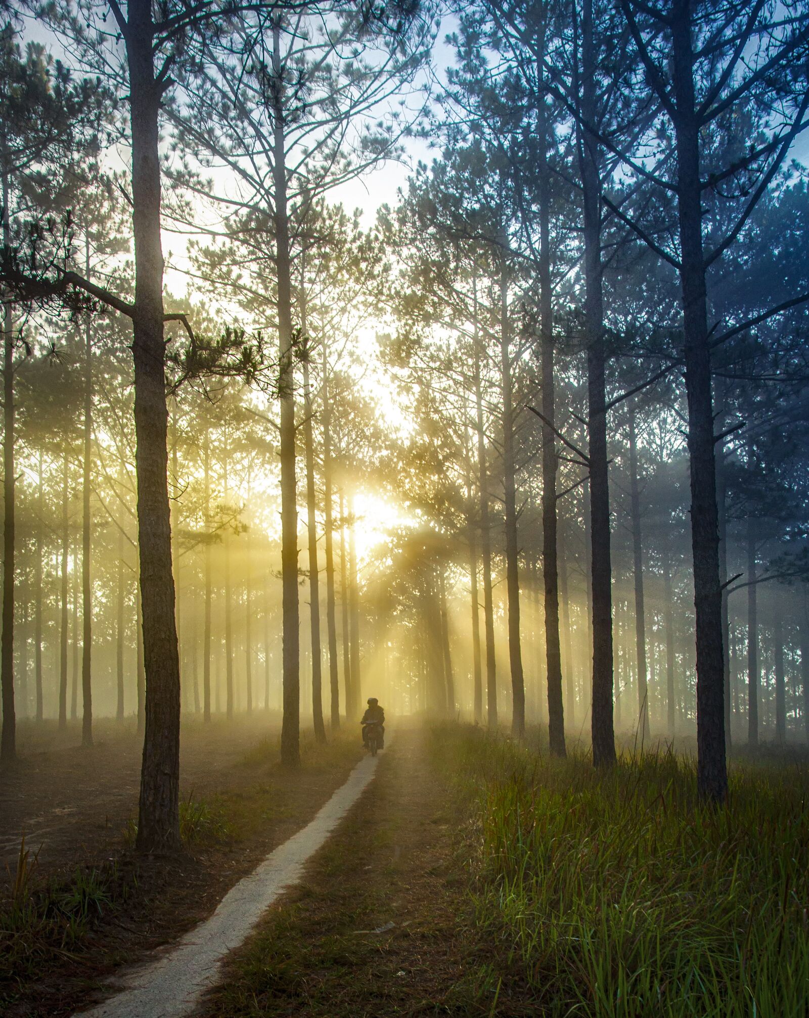 Canon EOS 6D + Canon EF 17-40mm F4L USM sample photo. Sunshine, trees, sun ray photography