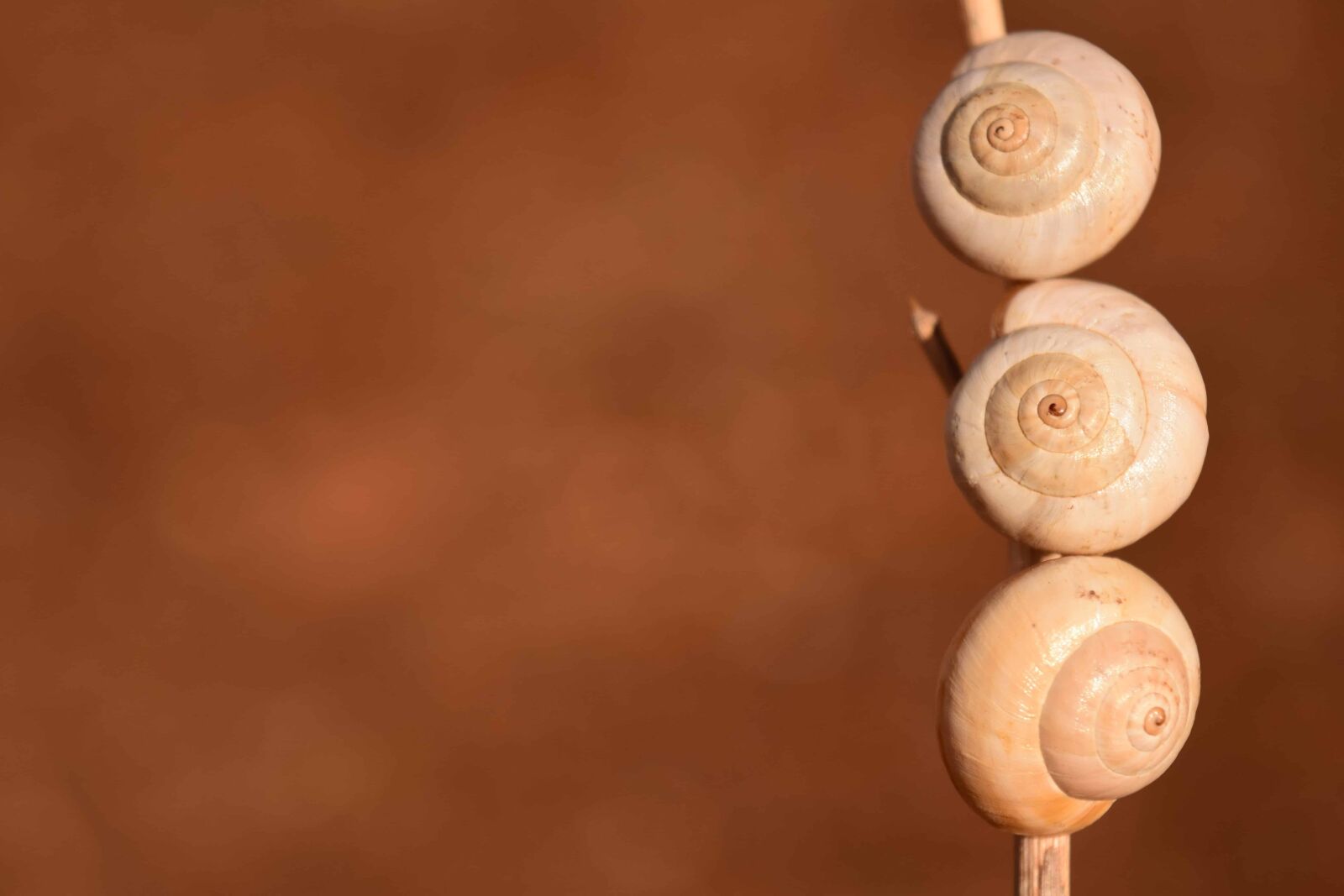 Nikon D3300 sample photo. Snail, gastropod, invertebrate, animal photography