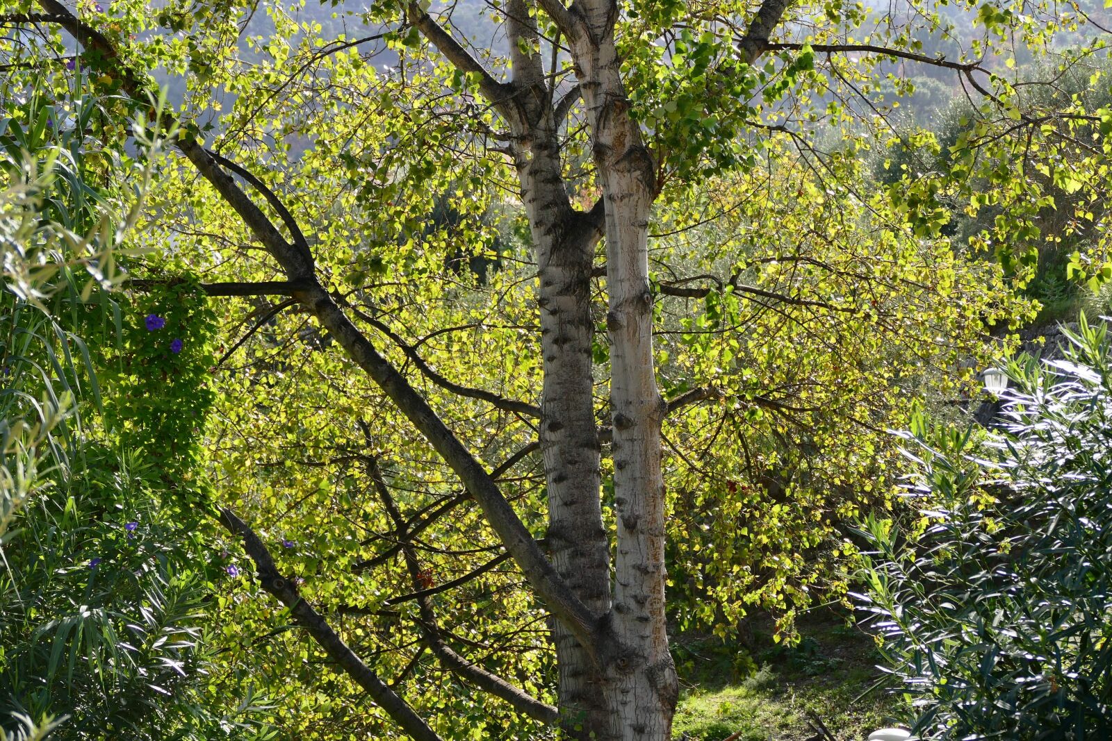 Panasonic Lumix DMC-FZ1000 sample photo. Nature, forest, autumn photography