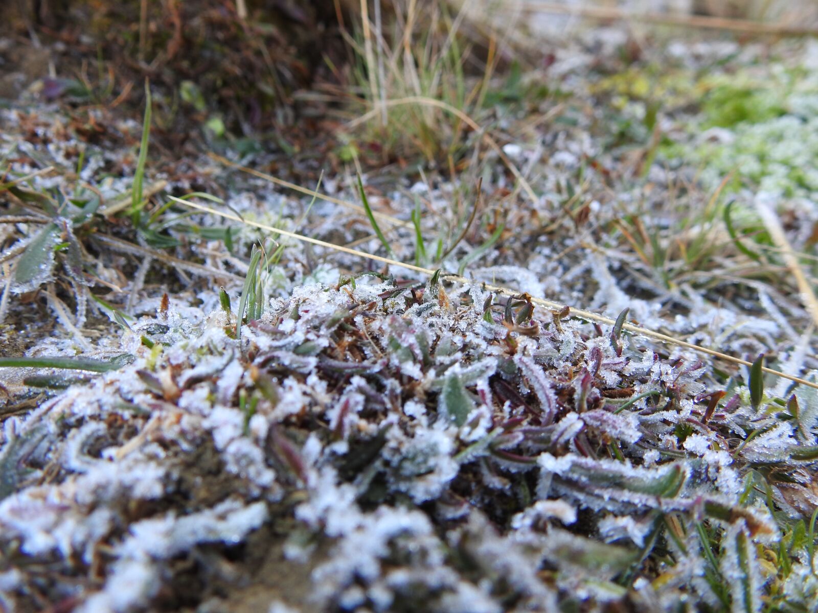 Nikon Coolpix P900 sample photo. Frost, snow, cold photography