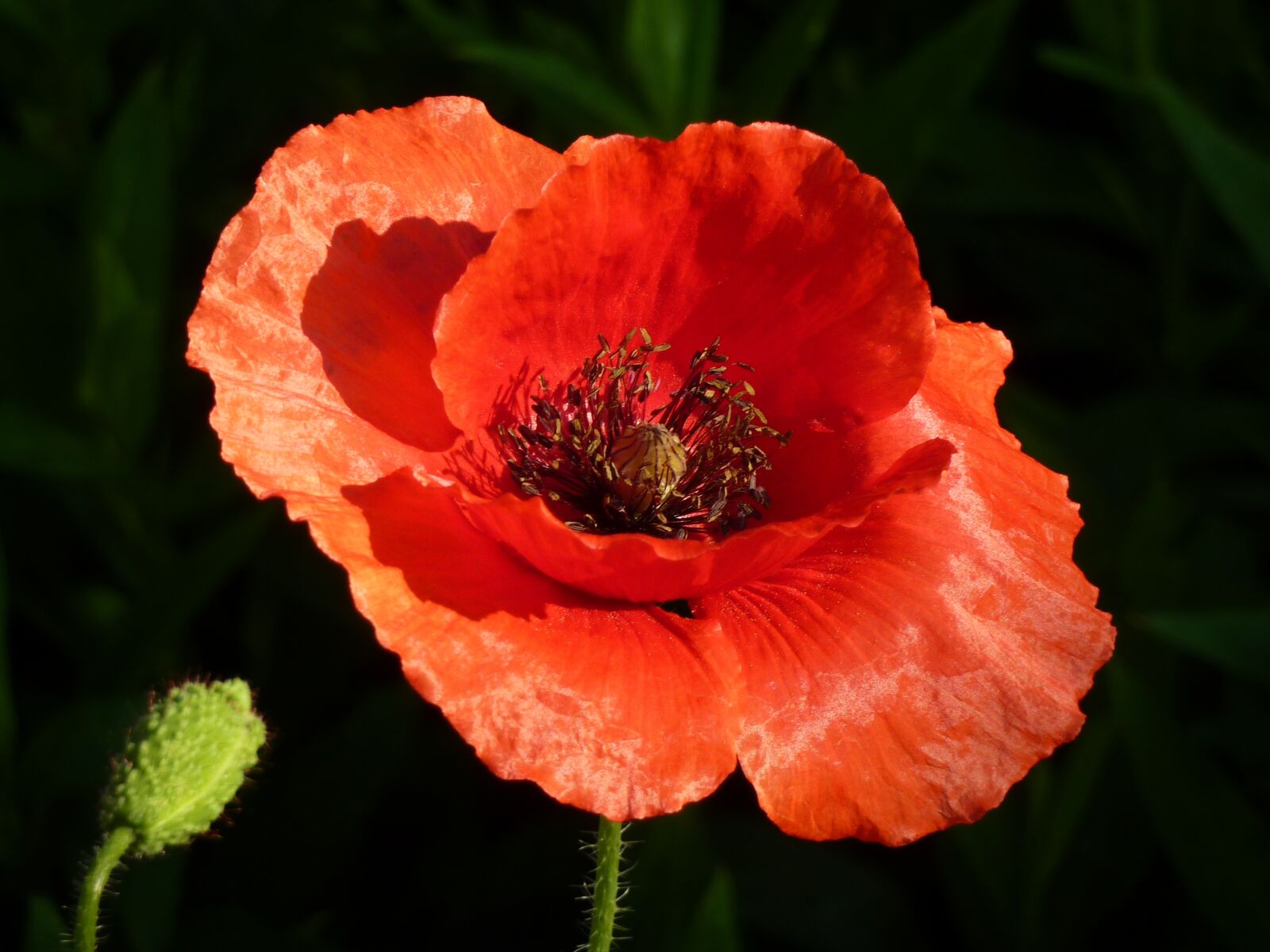 Panasonic DMC-TZ7 sample photo. Flowers, irina, nature photography
