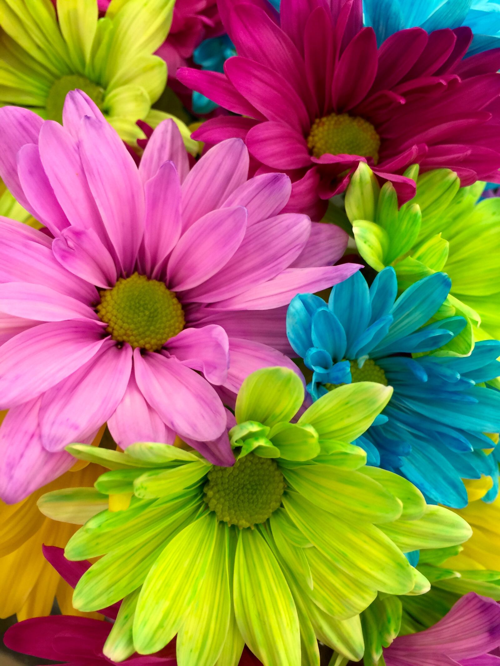 iPhone 6 Plus back camera 4.15mm f/2.2 sample photo. Nature, flowers, spring, colorful photography